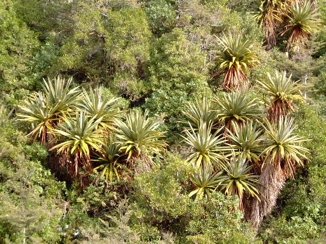 Blue Dracaena (Cordyline Indivisa) — demanding a commanding presence in the garden.<br><br>Preferring a sheltered location