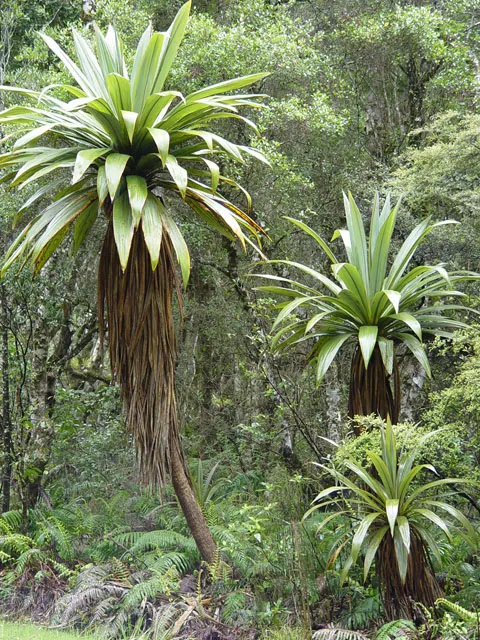 Blue Dracaena (Cordyline Indivisa) — blue-green leaves that can reach lengths of up to 3 feet and widths of approximately 4-6 inches