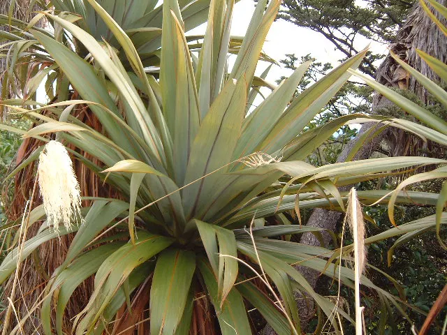 Blue Dracaena (Cordyline Indivisa) — The plant favors well-draining, fertile soil and requires regular watering, especially during dry spells