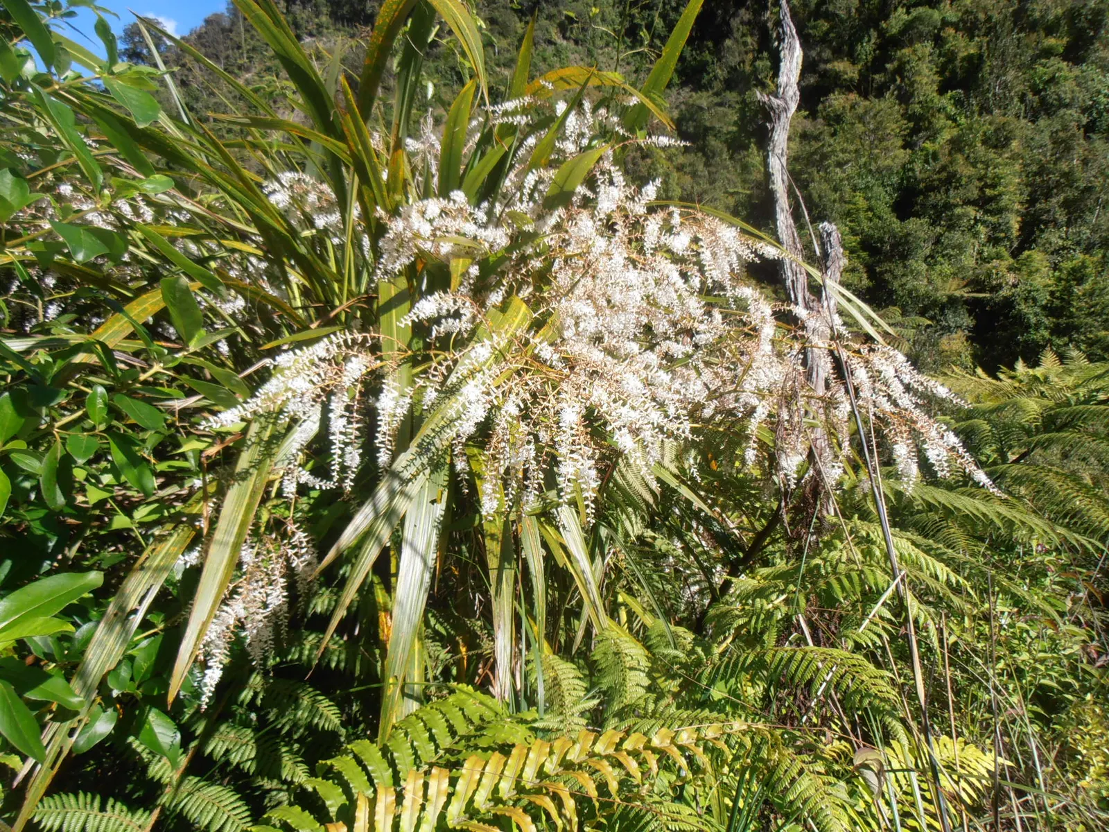 Blue Dracaena (Cordyline Indivisa) — Its tolerance to cold is limited