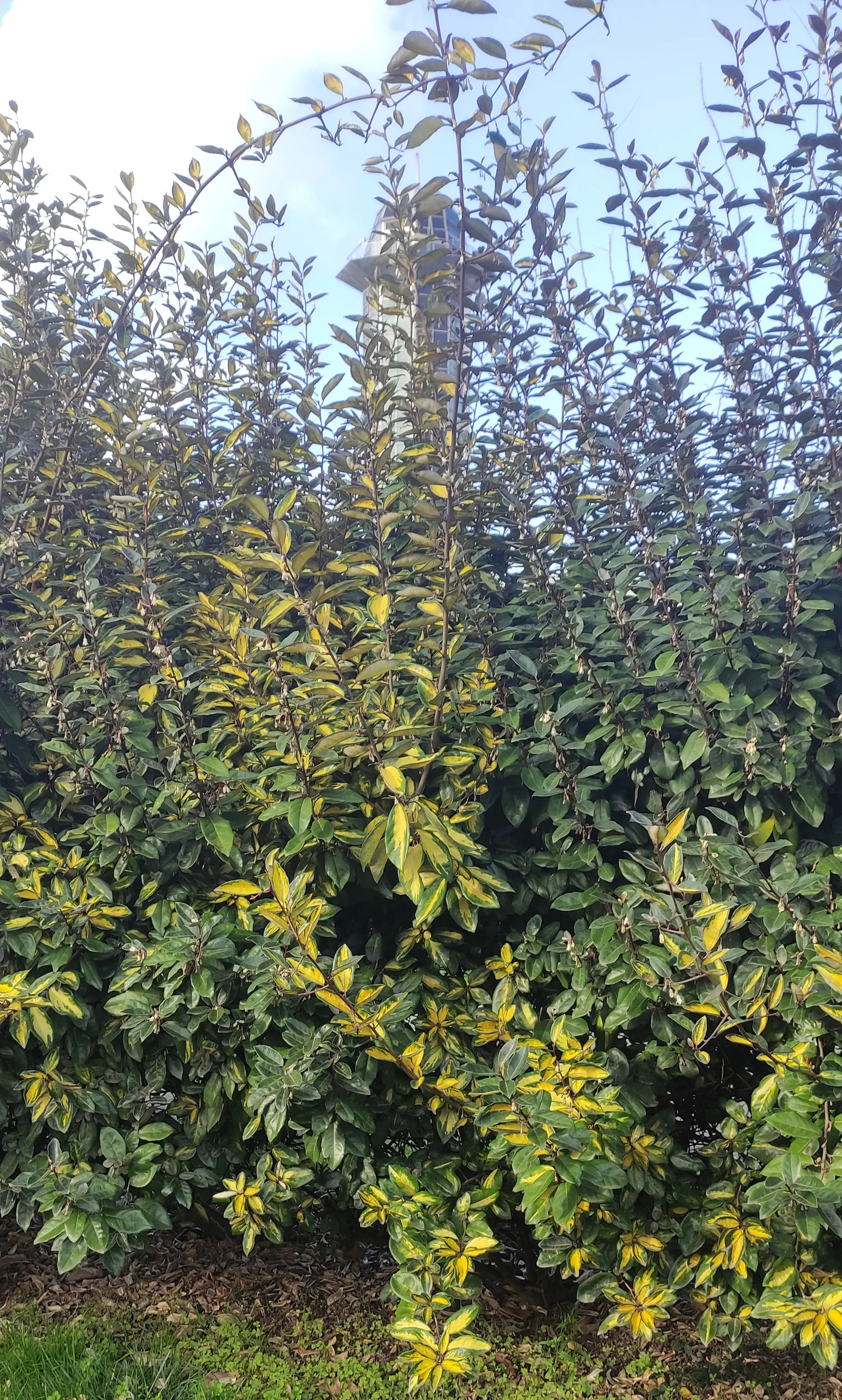 Silverthorn, Thorny Elaeagnus (Elaeagnus Pungens) — Adaptable to various soil types