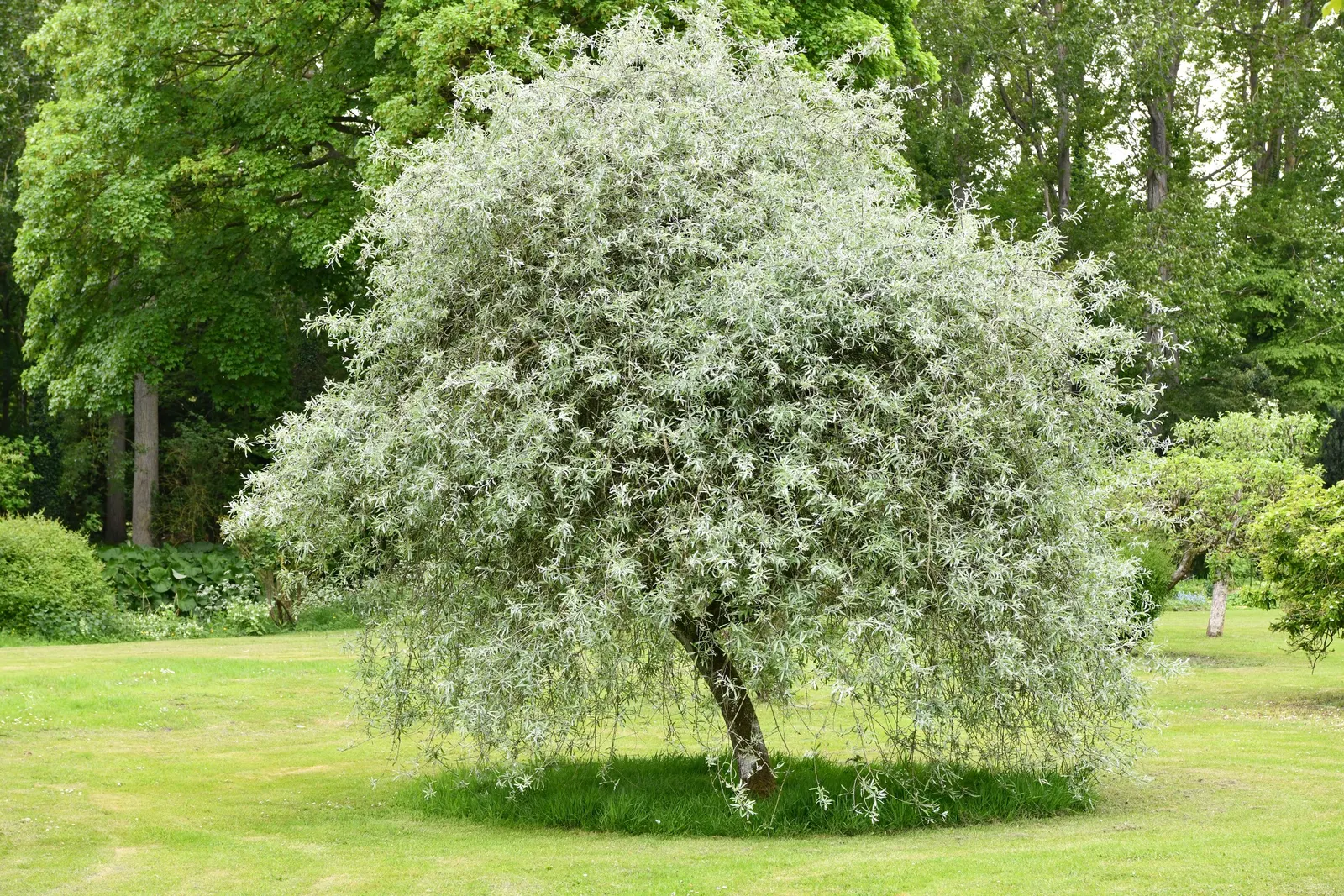 Silverthorn, Thorny Elaeagnus (Elaeagnus Pungens) — scientifically known as Elaeagnus pungens