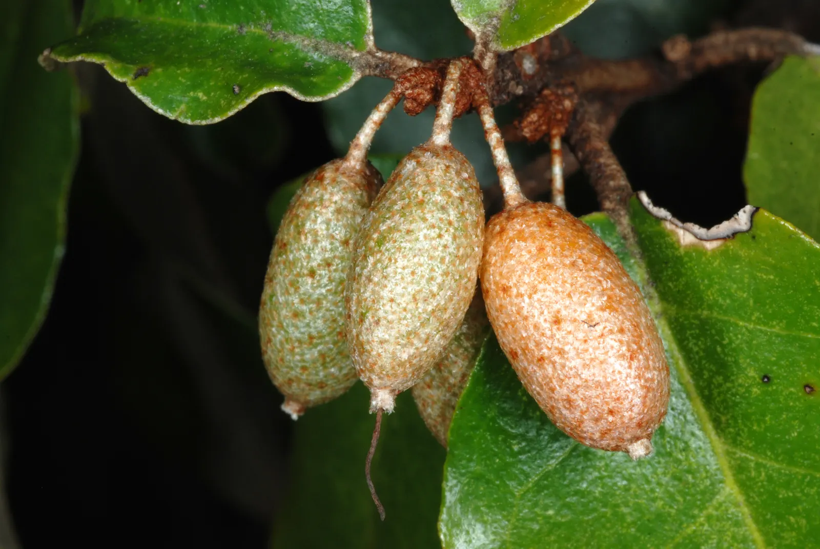 Silverthorn, Thorny Elaeagnus (Elaeagnus Pungens) — is an evergreen shrub known for its vigor and resilience; white flowers in the garden
