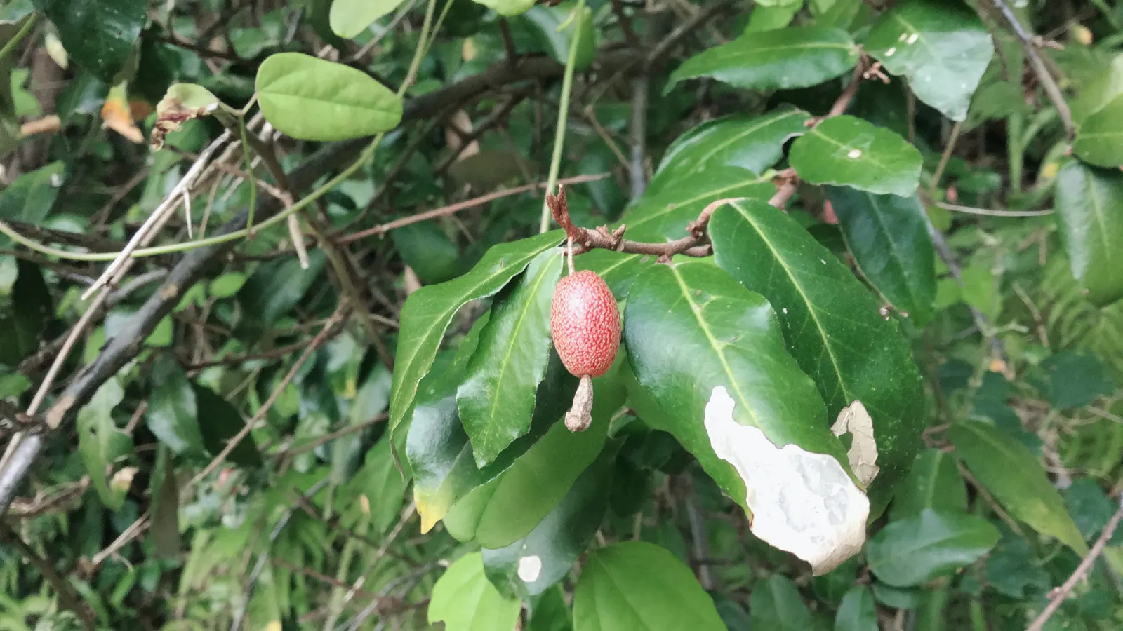 Silverthorn, Thorny Elaeagnus (Elaeagnus Pungens) — white flowers in the garden; is an evergreen shrub known for its vigor and resilience