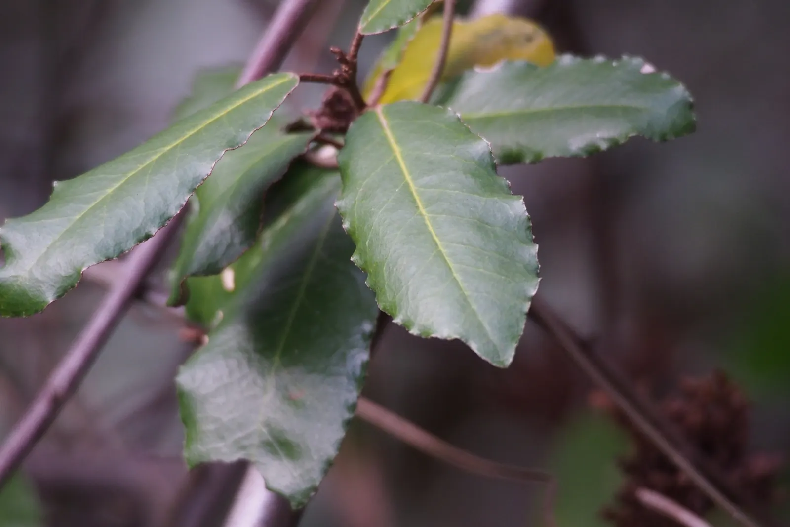 Silverthorn, Thorny Elaeagnus (Elaeagnus Pungens) — Inconspicuous yet fragrant flowers appear in the fall; shrub with white blooms