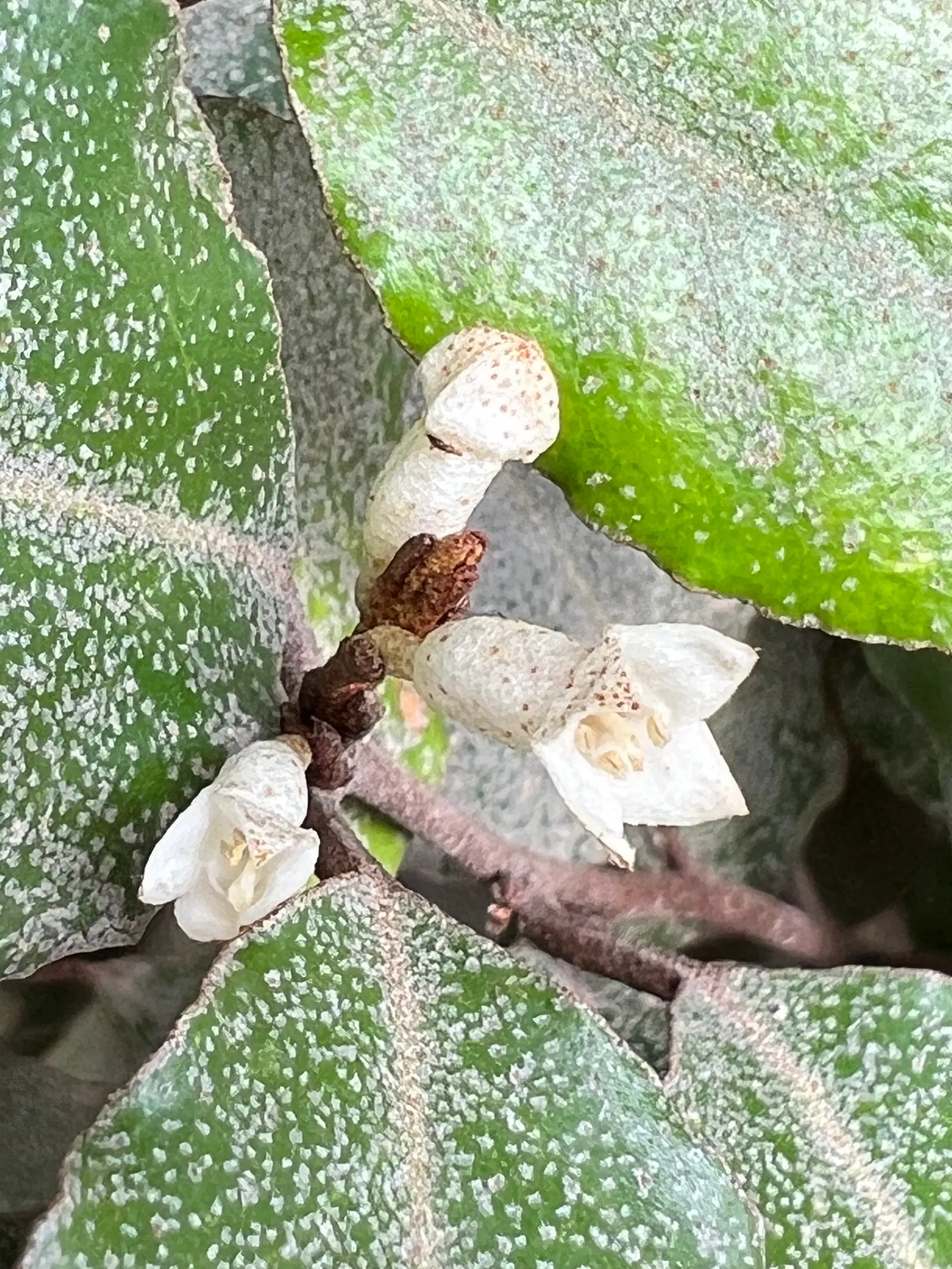 Silverthorn, Thorny Elaeagnus (Elaeagnus Pungens) — Ideal for creating dense screens or hedges