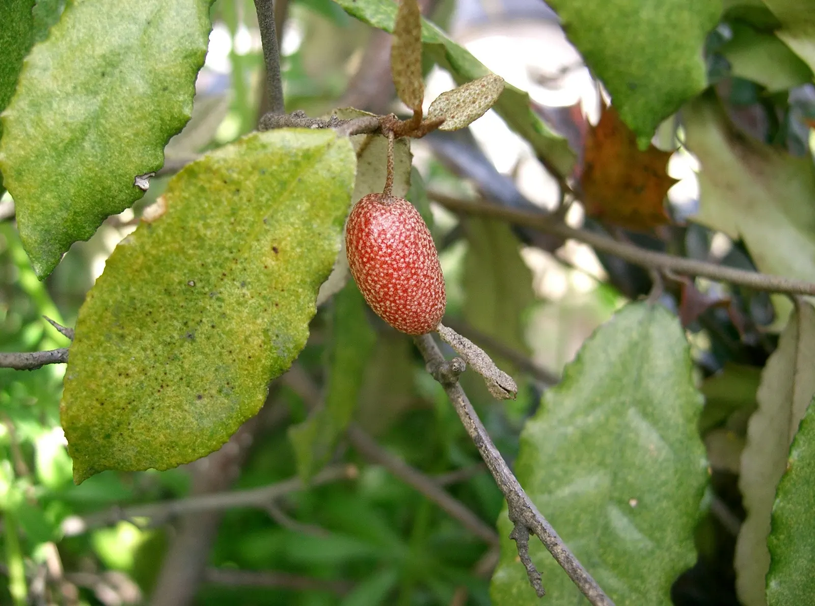 Silverthorn, Thorny Elaeagnus (Elaeagnus Pungens) — though it can soar even taller under optimal conditions