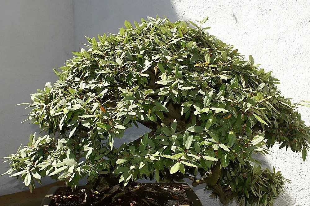Silverthorn, Thorny Elaeagnus (Elaeagnus Pungens) — shrub for full or half or shade