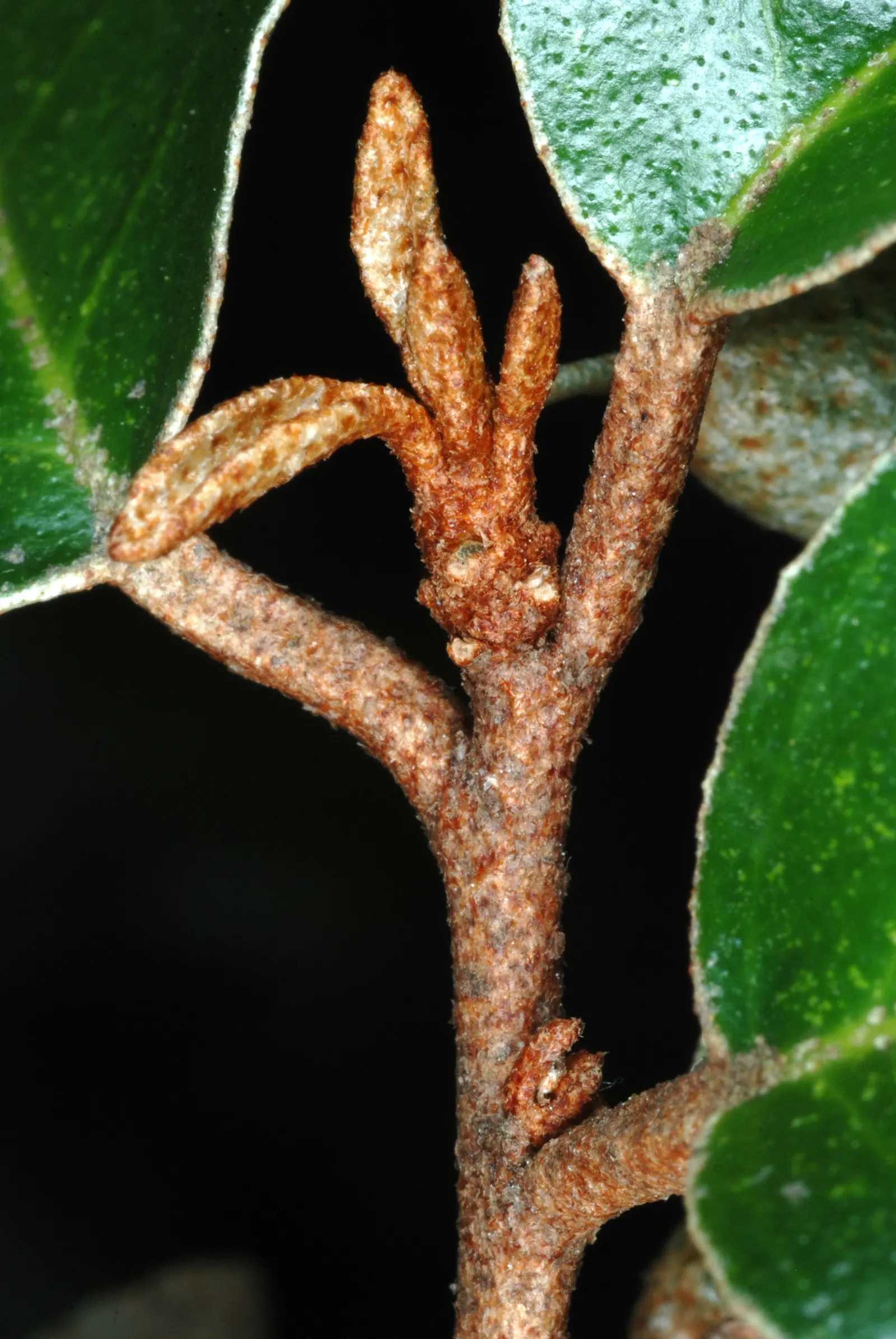 Silverthorn, Thorny Elaeagnus (Elaeagnus Pungens) — Hardy in USDA zones 7 through 9, it can withstand temperatures down to 0 to 10 degrees Fahrenheit