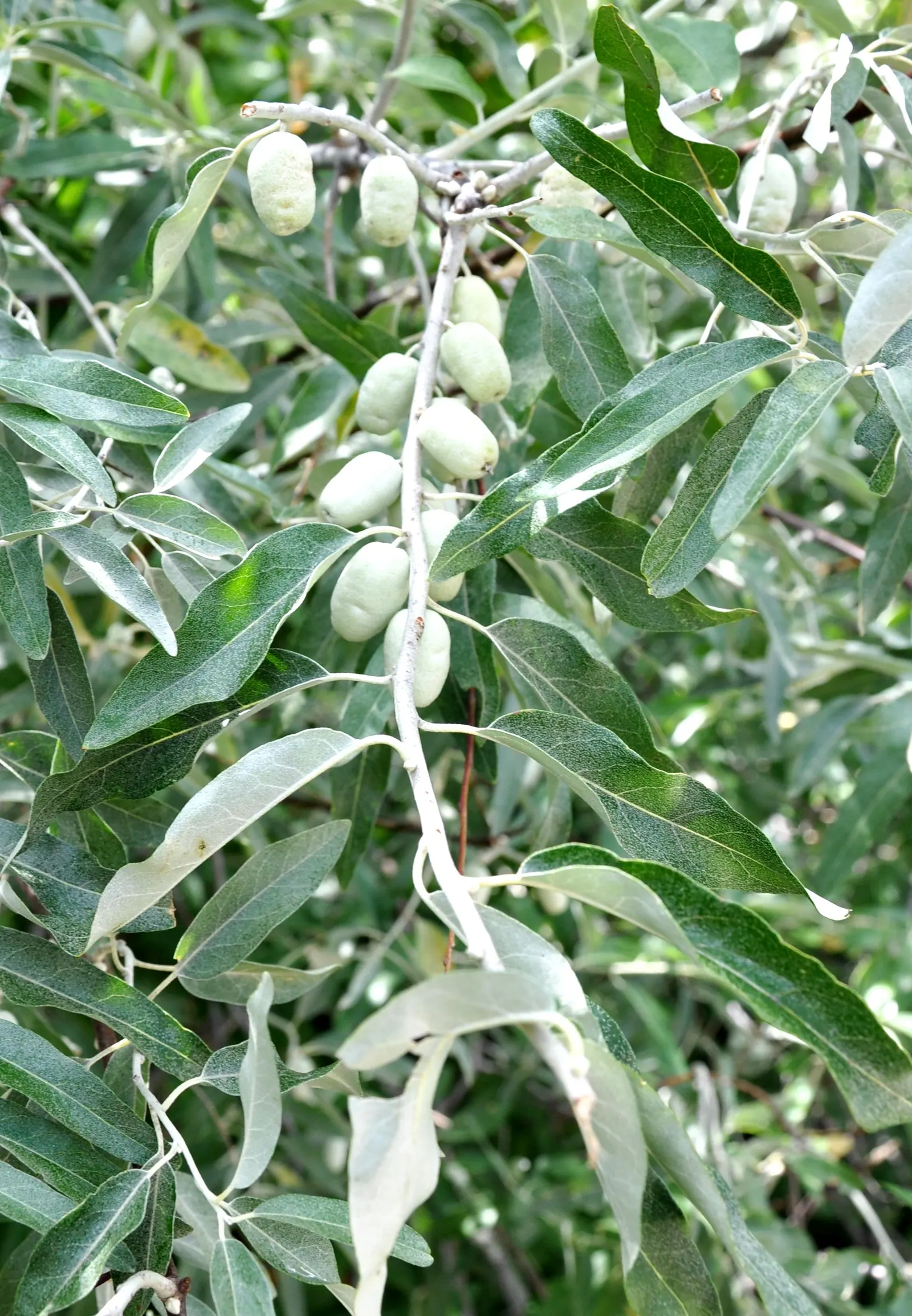 Silverthorn, Thorny Elaeagnus (Elaeagnus Pungens) — reflecting sunlight and adding a textured aesthetic; hardy in USDA zones 7 through 9, it can withstand