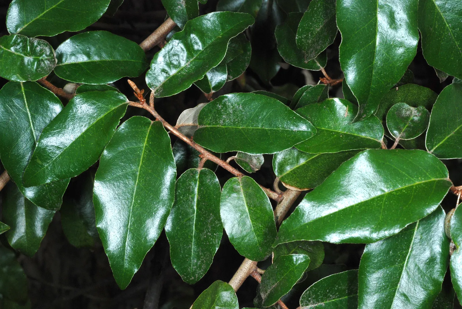 Silverthorn, Thorny Elaeagnus (Elaeagnus Pungens) — ranging from white to cream; scientifically known as Elaeagnus pungens