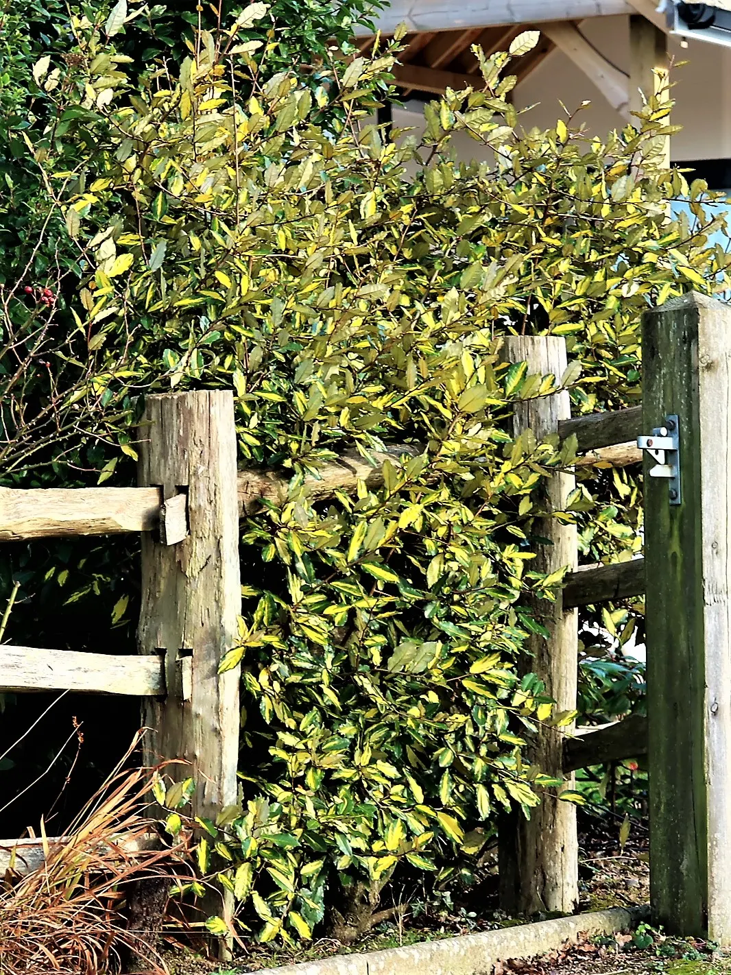 Silverthorn, Thorny Elaeagnus (Elaeagnus Pungens) — is a robust evergreen shrub with sprawling branches often reaching 10-15 feet in height and width