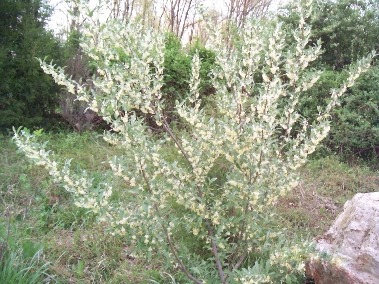 Silverthorn, Thorny Elaeagnus (Elaeagnus Pungens) — shrub with white blooms