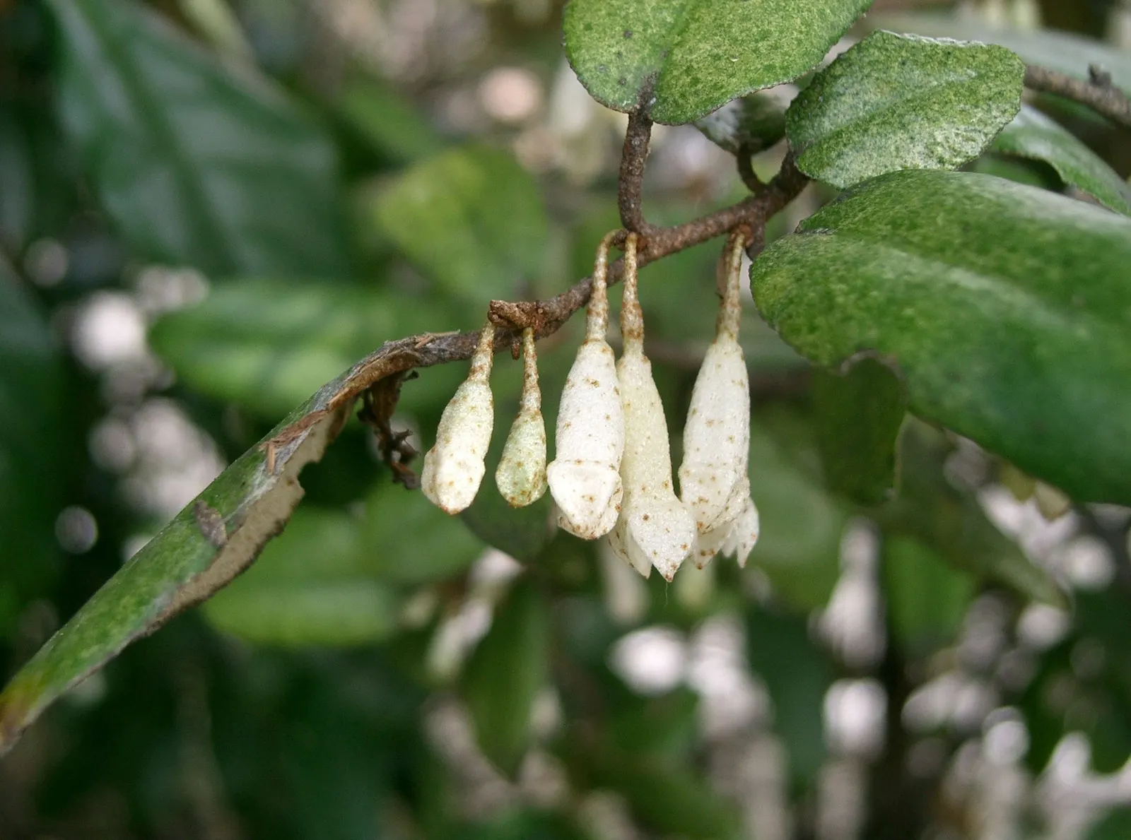 Silverthorn, Thorny Elaeagnus (Elaeagnus Pungens) — consider its potential invasiveness in some regions
