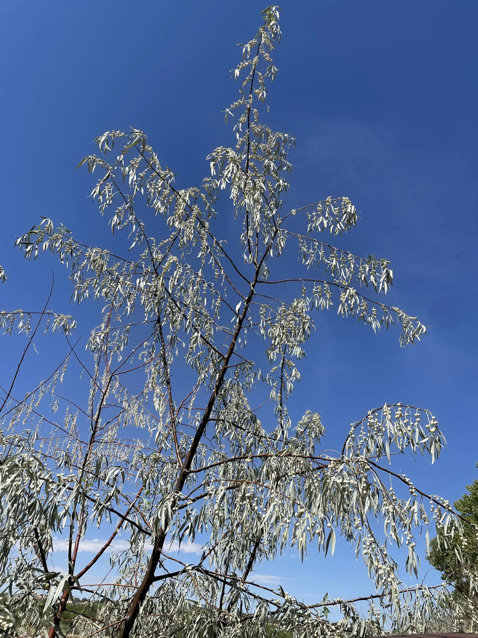 Silverthorn, Thorny Elaeagnus (Elaeagnus Pungens) — scientifically known as Elaeagnus pungens; ranging from white to cream