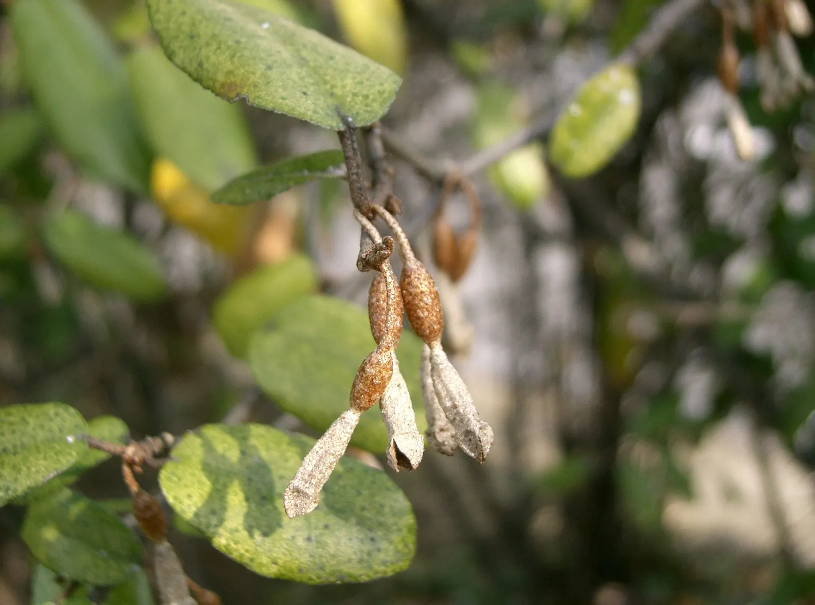 Silverthorn, Thorny Elaeagnus (Elaeagnus Pungens) — leathery leaves that are dark green on top and silvery beneath