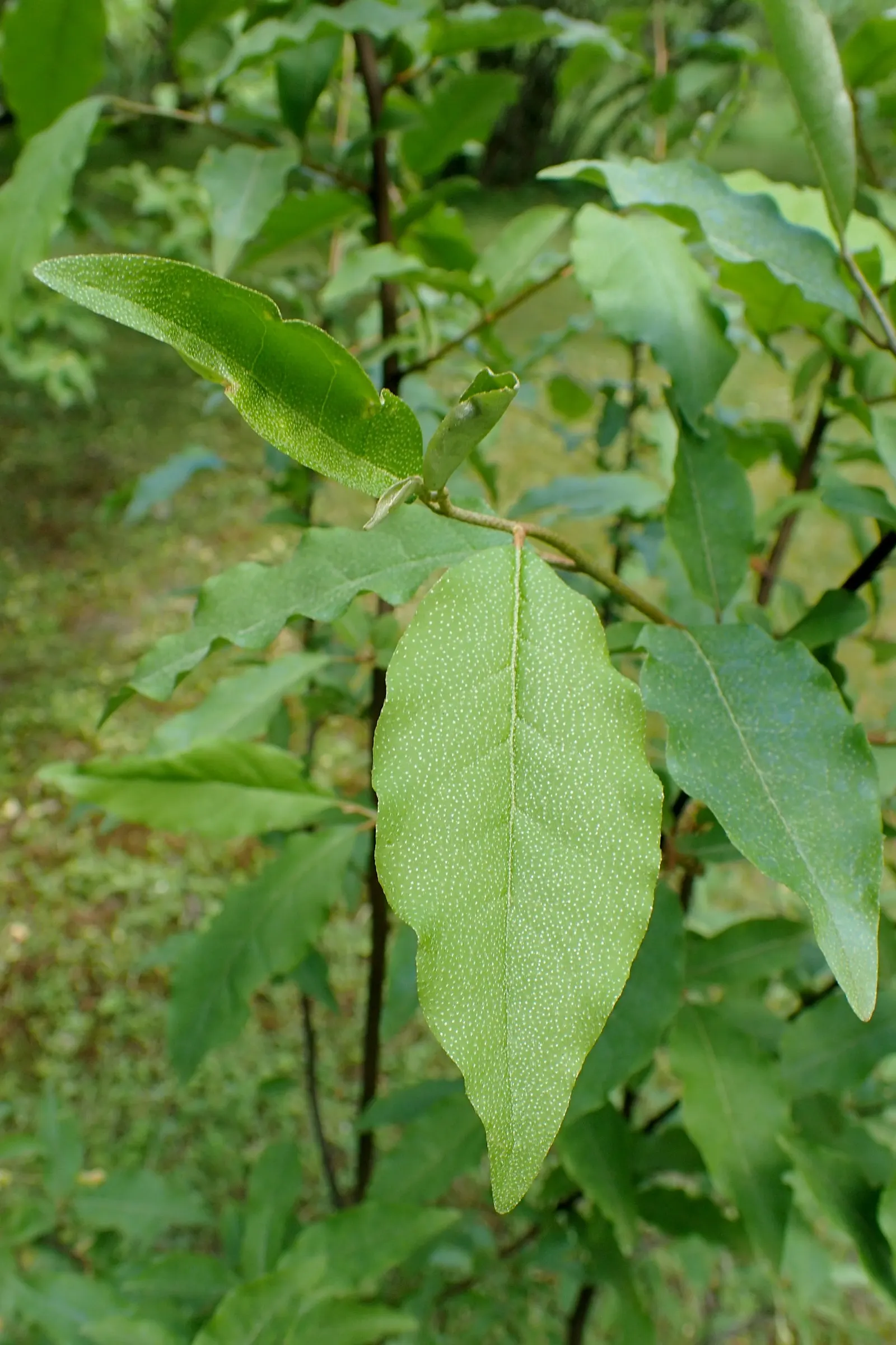 Silverthorn, Thorny Elaeagnus (Elaeagnus Pungens) — Silverthorn prefers full sun to partial shade and offers excellent coverage for hedges and, image 29