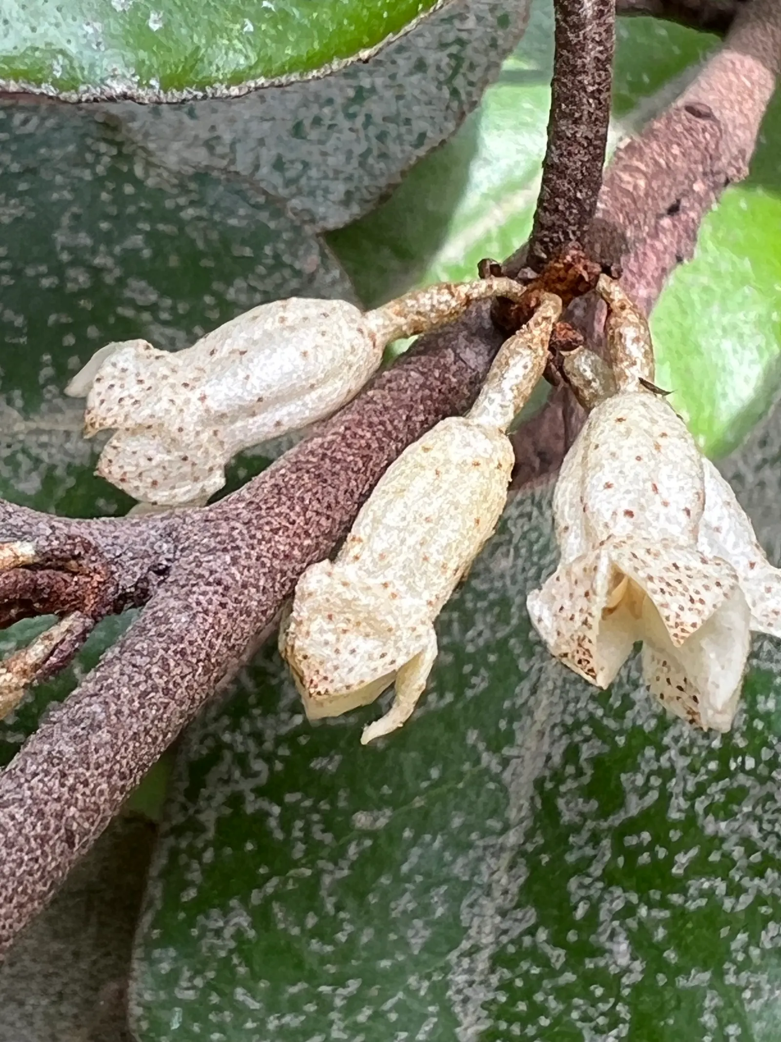 Silverthorn, Thorny Elaeagnus (Elaeagnus Pungens) — requiring regular pruning to maintain its shape and prevent unwanted spreading