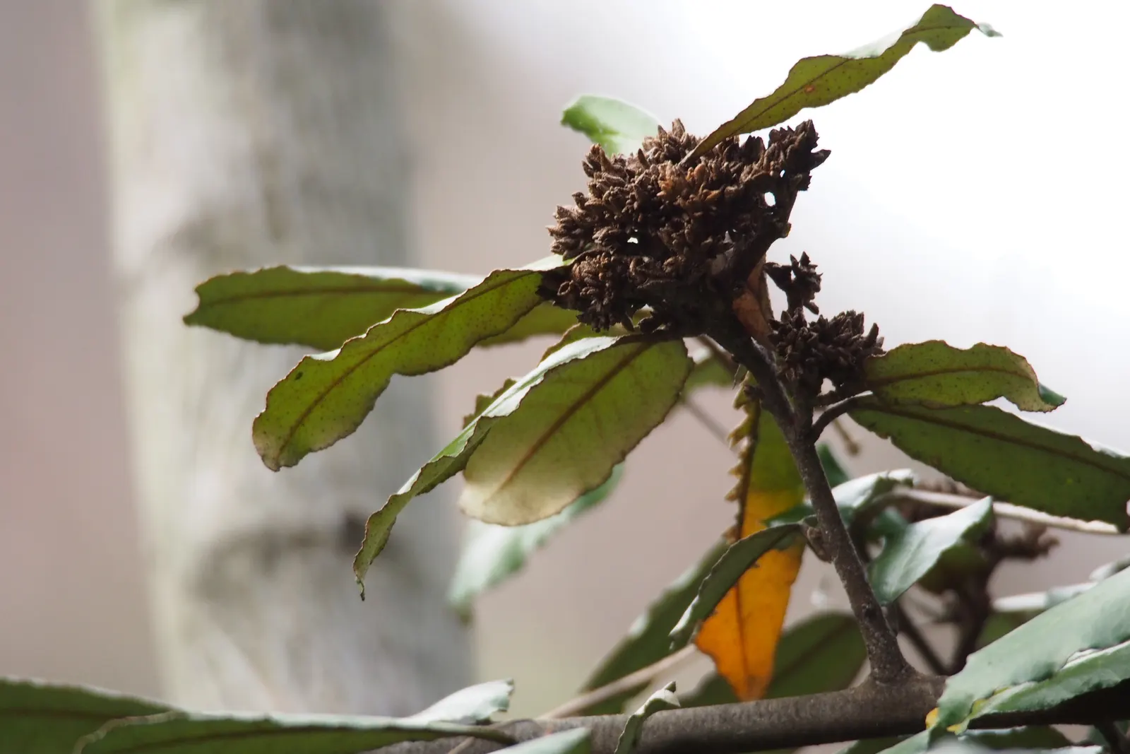 Silverthorn, Thorny Elaeagnus (Elaeagnus Pungens) — though it can soar even taller under optimal conditions; requiring regular pruning to maintain its shape