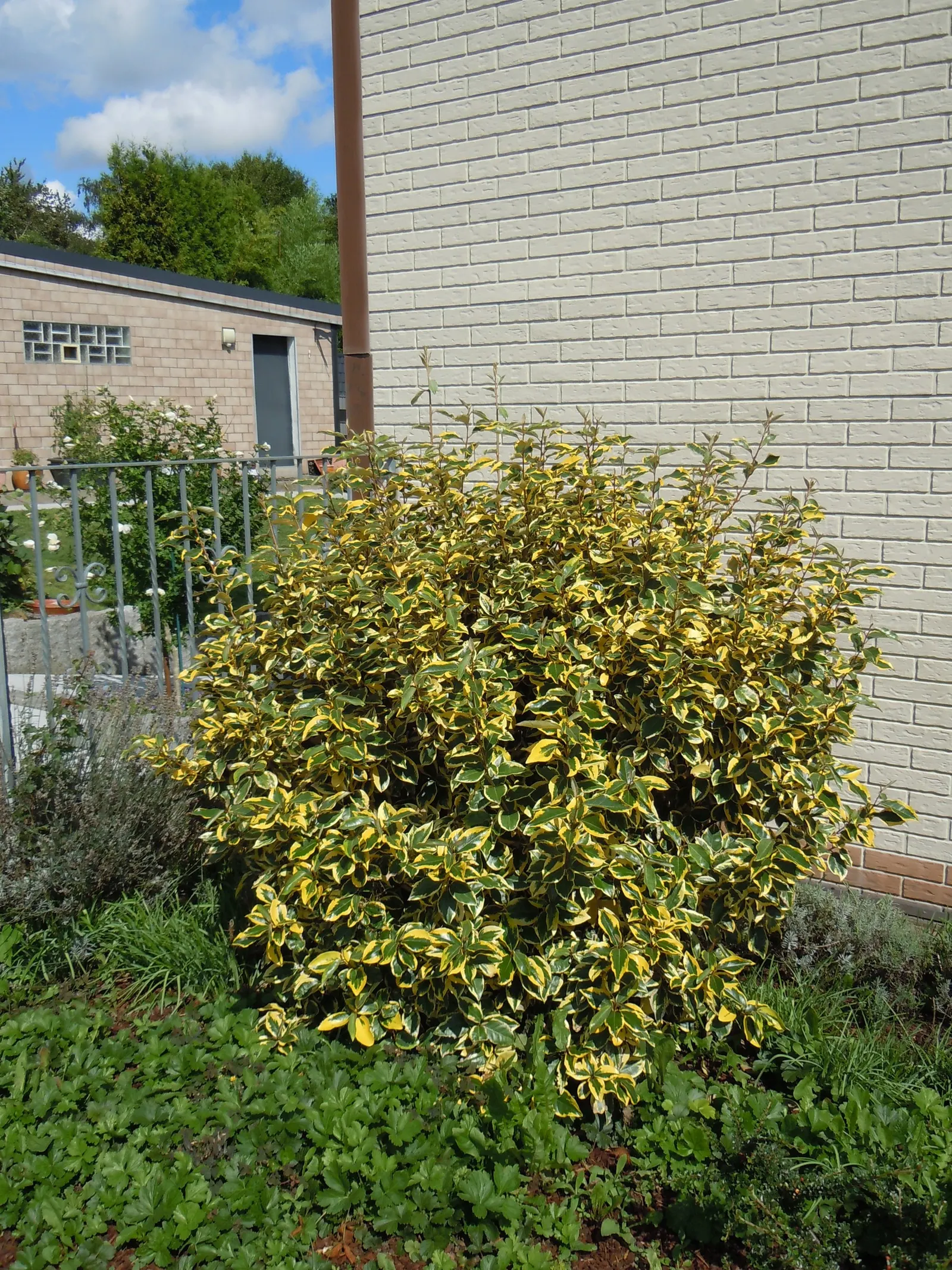 Silverthorn, Thorny Elaeagnus (Elaeagnus Pungens) — Silverthorn prefers full sun to partial shade and offers excellent coverage for hedges and privacy screens