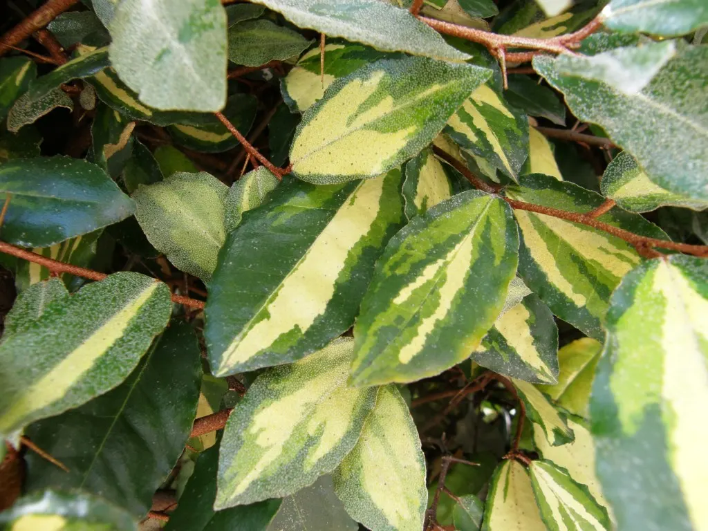 Silverthorn, Thorny Elaeagnus (Elaeagnus Pungens) — consider its potential invasiveness in some regions; in the fall, inconspicuous yet fragrant white blooms