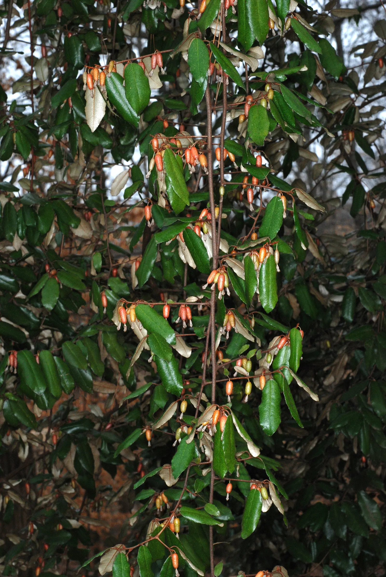 Silverthorn, Thorny Elaeagnus (Elaeagnus Pungens) — leathery leaves that are dark green on top and silvery beneath; silverthorn typically reaches heights of 6