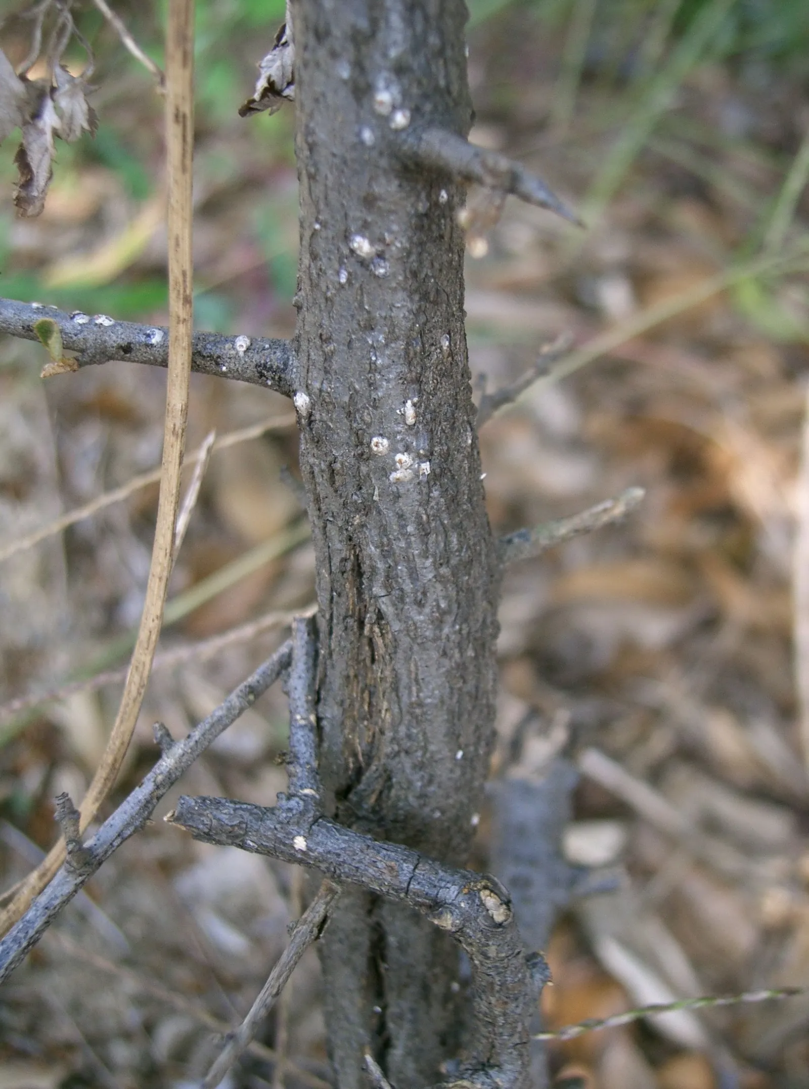 Silverthorn, Thorny Elaeagnus (Elaeagnus Pungens) — Silverthorn typically reaches heights of 6 to 10 feet