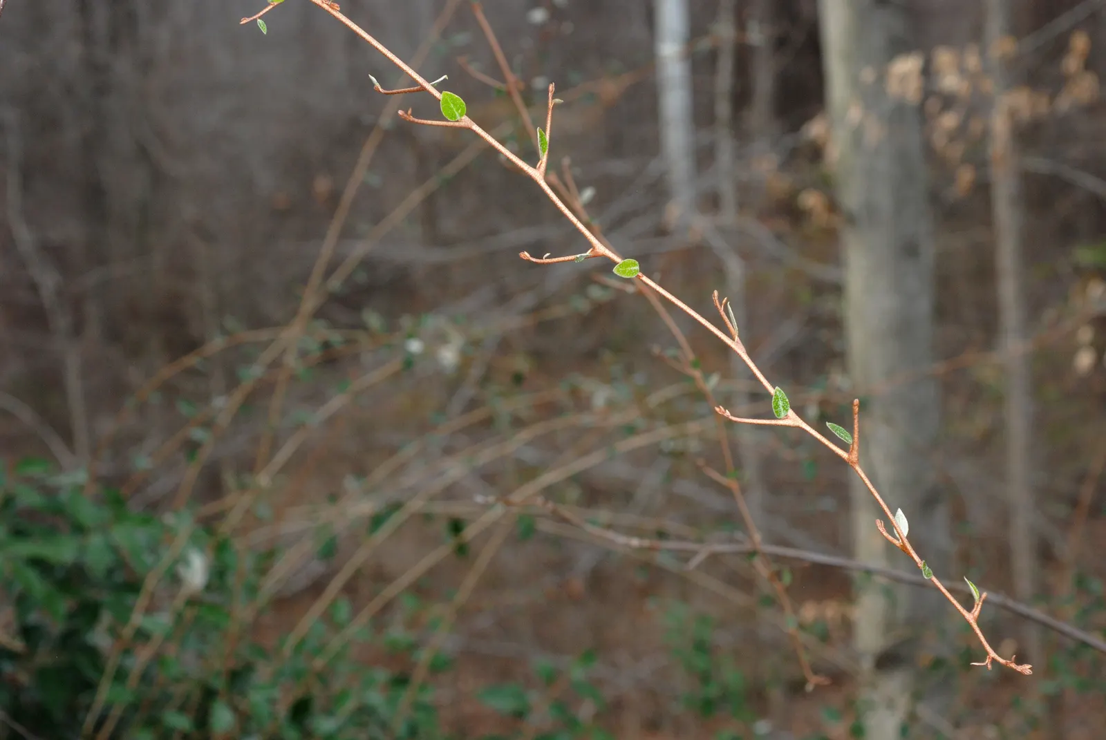 Silverthorn, Thorny Elaeagnus (Elaeagnus Pungens) — reflecting sunlight and adding a textured aesthetic