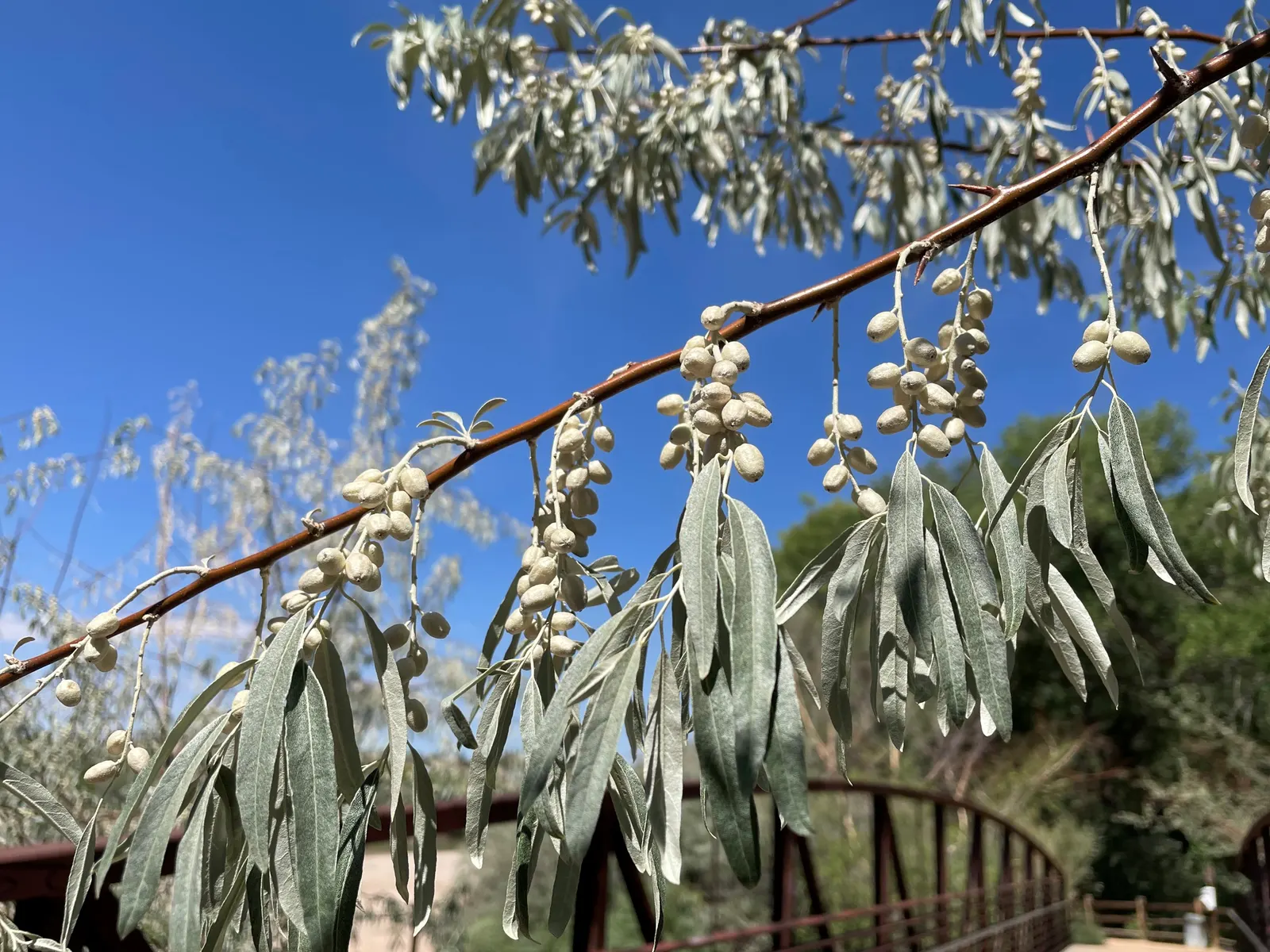 Silverthorn, Thorny Elaeagnus (Elaeagnus Pungens) — Silverthorn typically reaches heights of 6 to 10 feet; leathery leaves that are dark green on top and