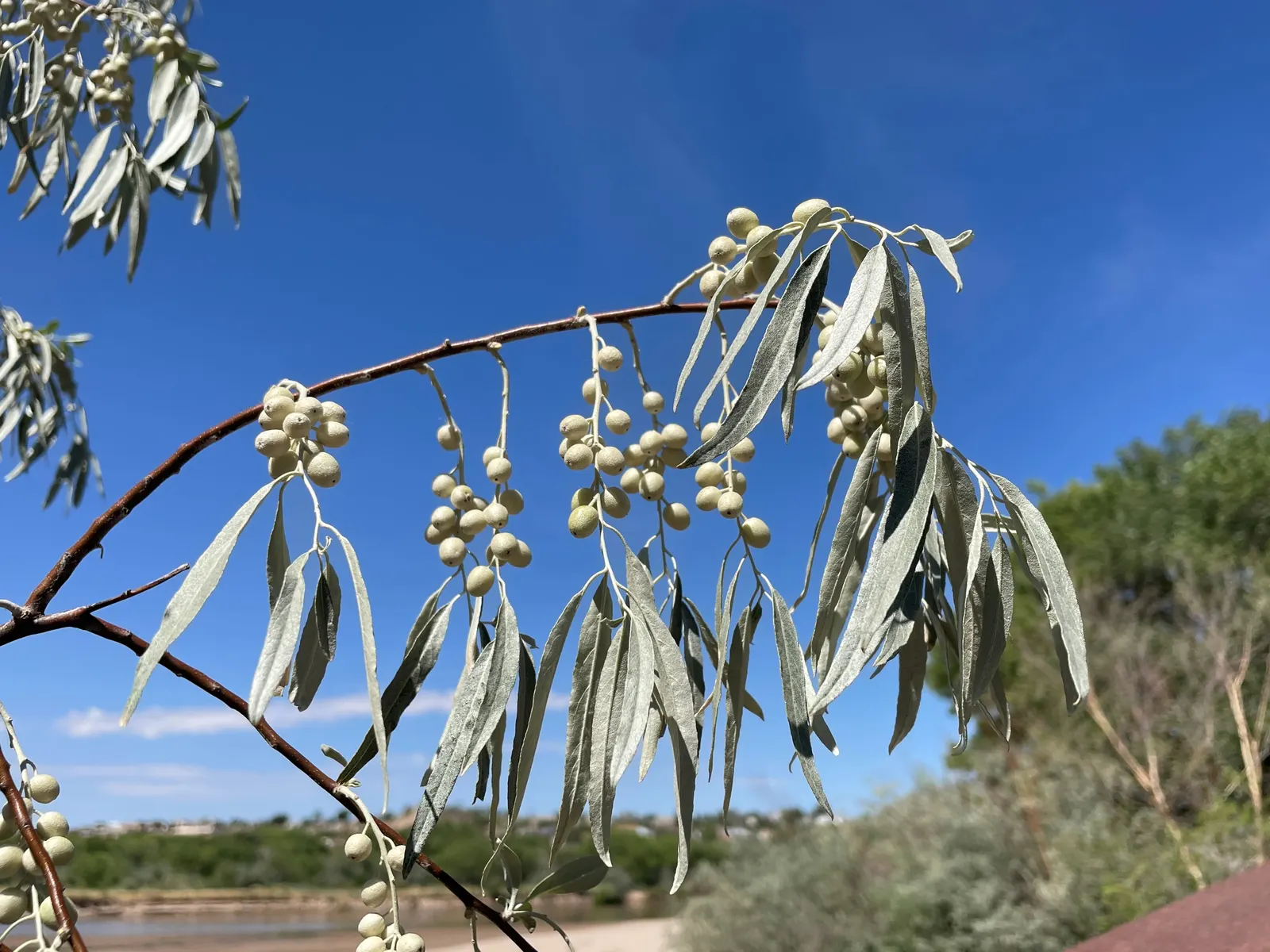 Silverthorn, Thorny Elaeagnus (Elaeagnus Pungens) — In the fall, inconspicuous yet fragrant white blooms appear, followed by small reddish fruits; consider its