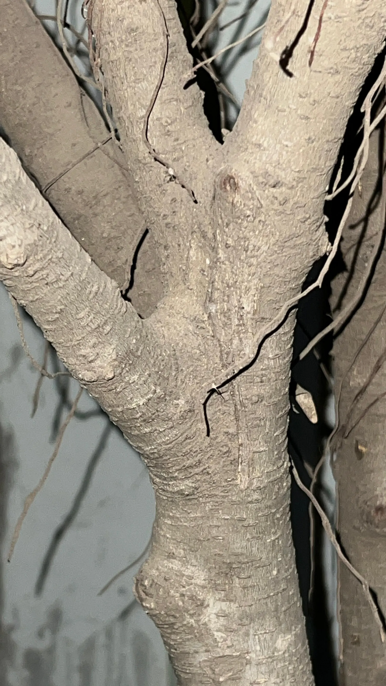Silverthorn, Thorny Elaeagnus (Elaeagnus Pungens) — requiring regular pruning to maintain its shape and prevent unwanted spreading; though it can soar even