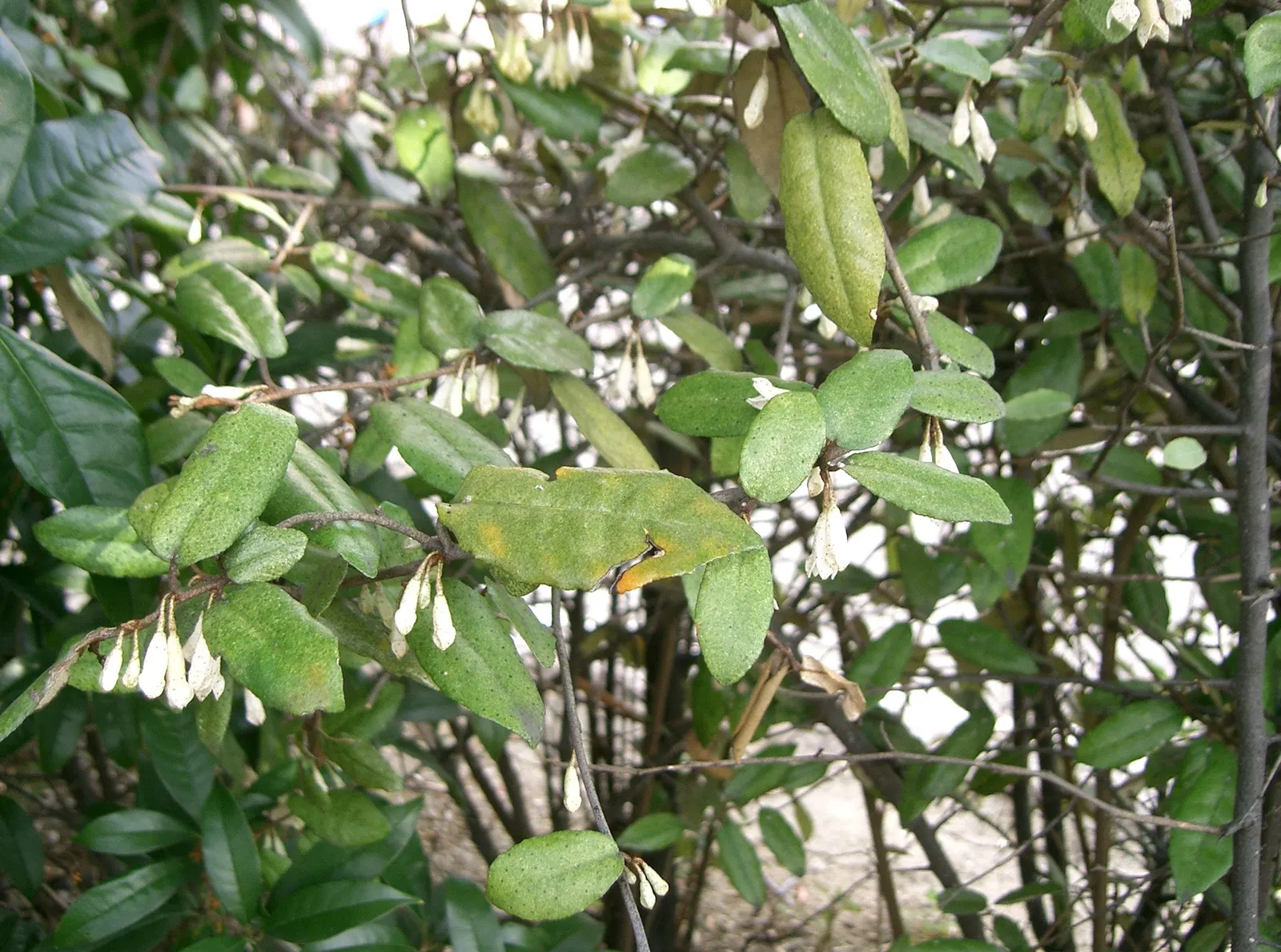 Silverthorn, Thorny Elaeagnus (Elaeagnus Pungens) — making it a low-maintenance choice for both formal and informal landscapes; shrub for full or half or shade
