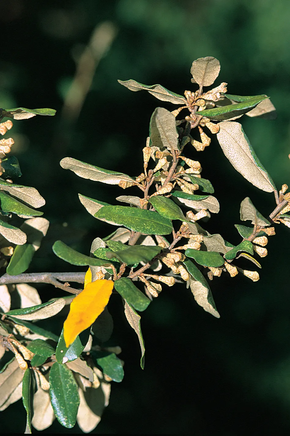 Silverthorn, Thorny Elaeagnus (Elaeagnus Pungens) — In the fall, inconspicuous yet fragrant white blooms appear, followed by small reddish fruits