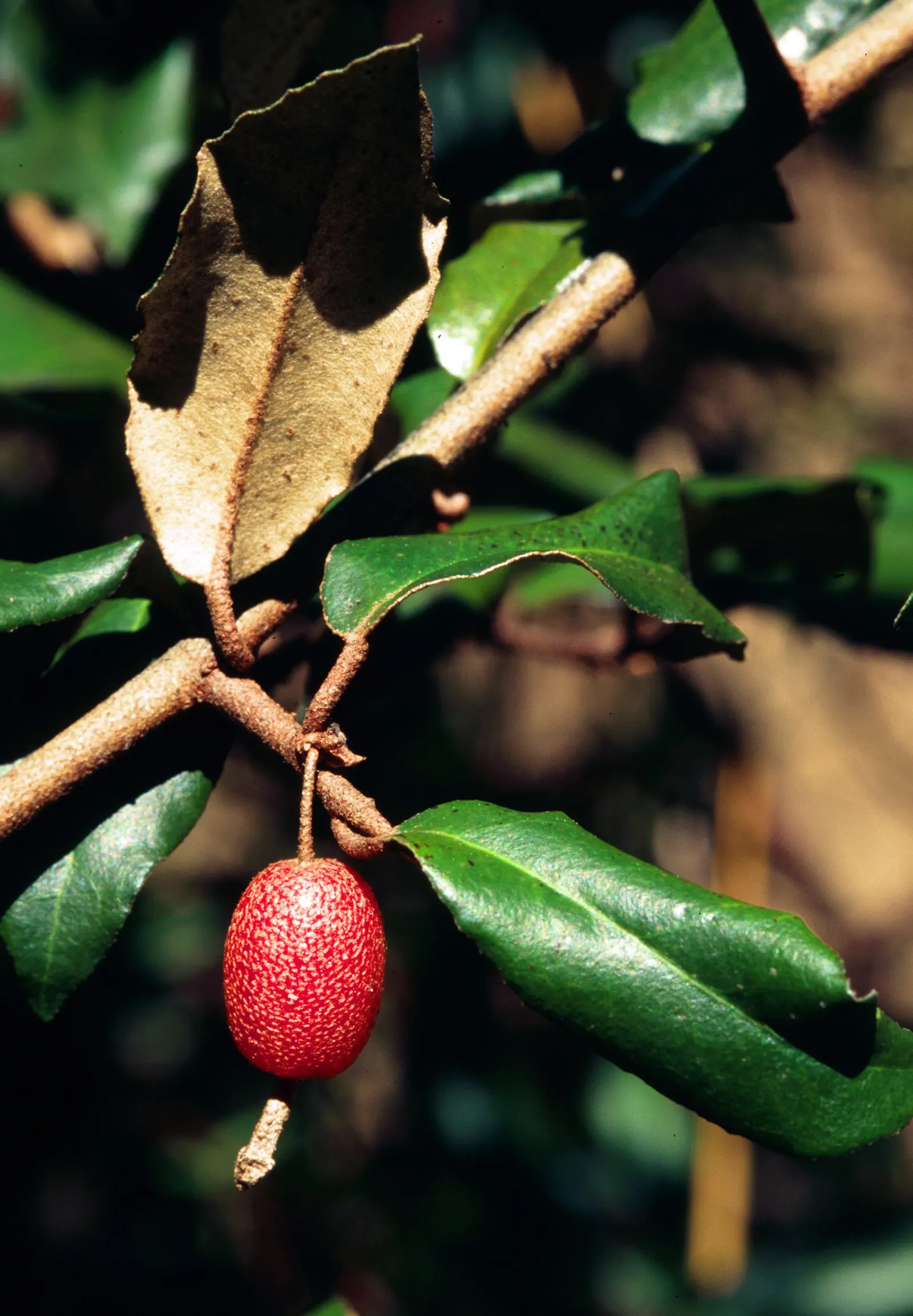 Silverthorn, Thorny Elaeagnus (Elaeagnus Pungens) — When designing with Elaeagnus pungens