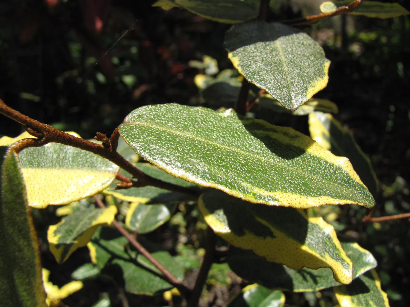 Silverthorn, Thorny Elaeagnus (Elaeagnus Pungens) — Its dense foliage comprises variegated leaves with silvery scales and occasional thorns