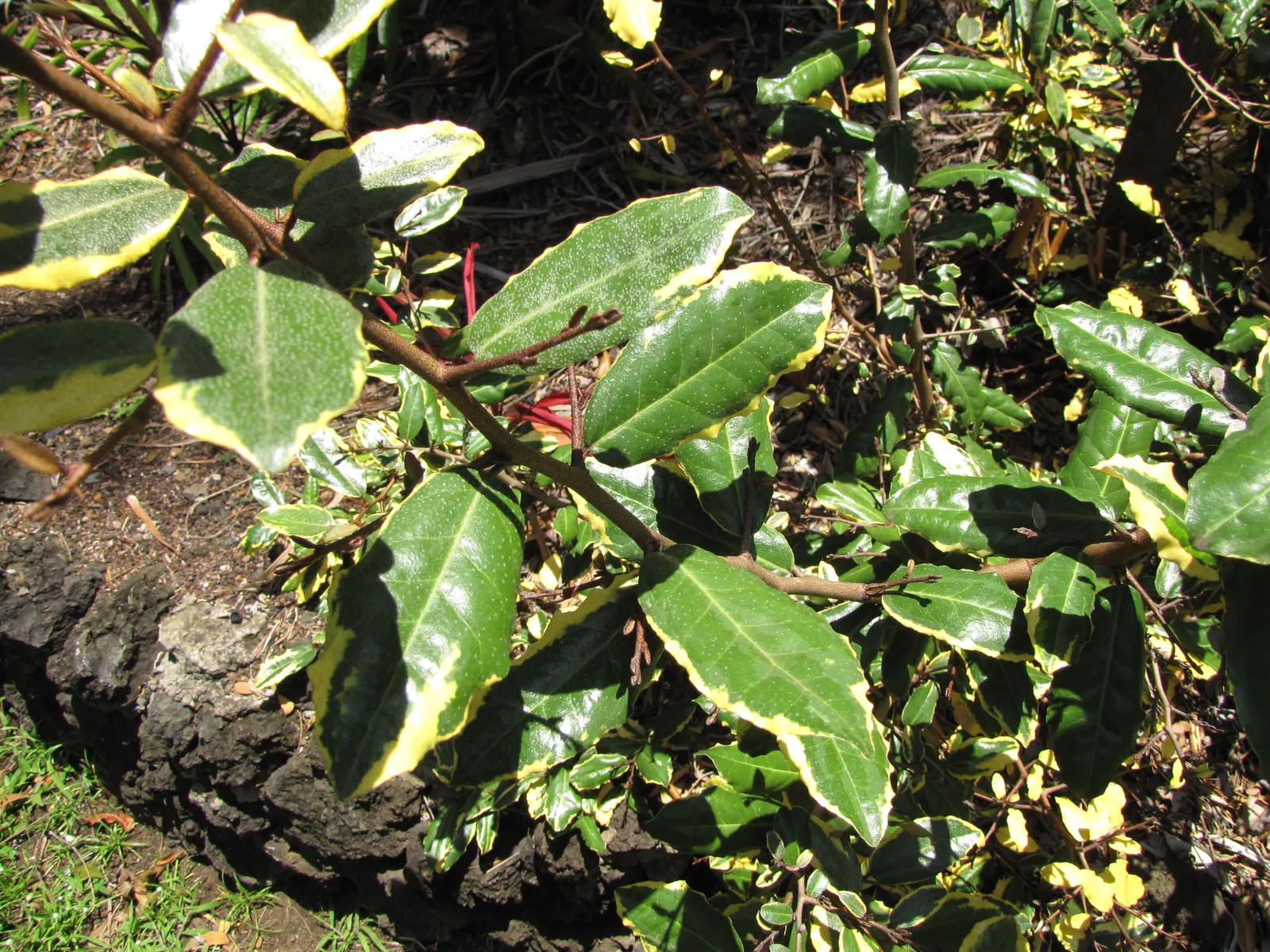 Silverthorn, Thorny Elaeagnus (Elaeagnus Pungens) — This robust plant requires minimal irrigation once established; when designing with Elaeagnus pungens