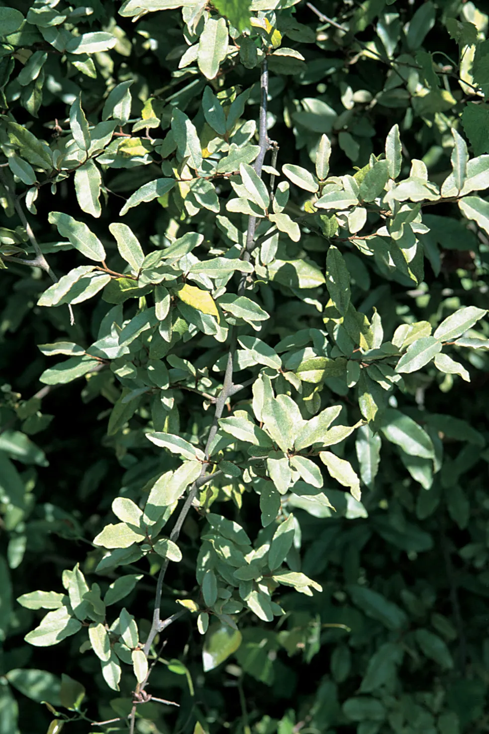 Silverthorn, Thorny Elaeagnus (Elaeagnus Pungens) — Its dense foliage comprises variegated leaves with silvery scales and occasional thorns; the plant exhibits