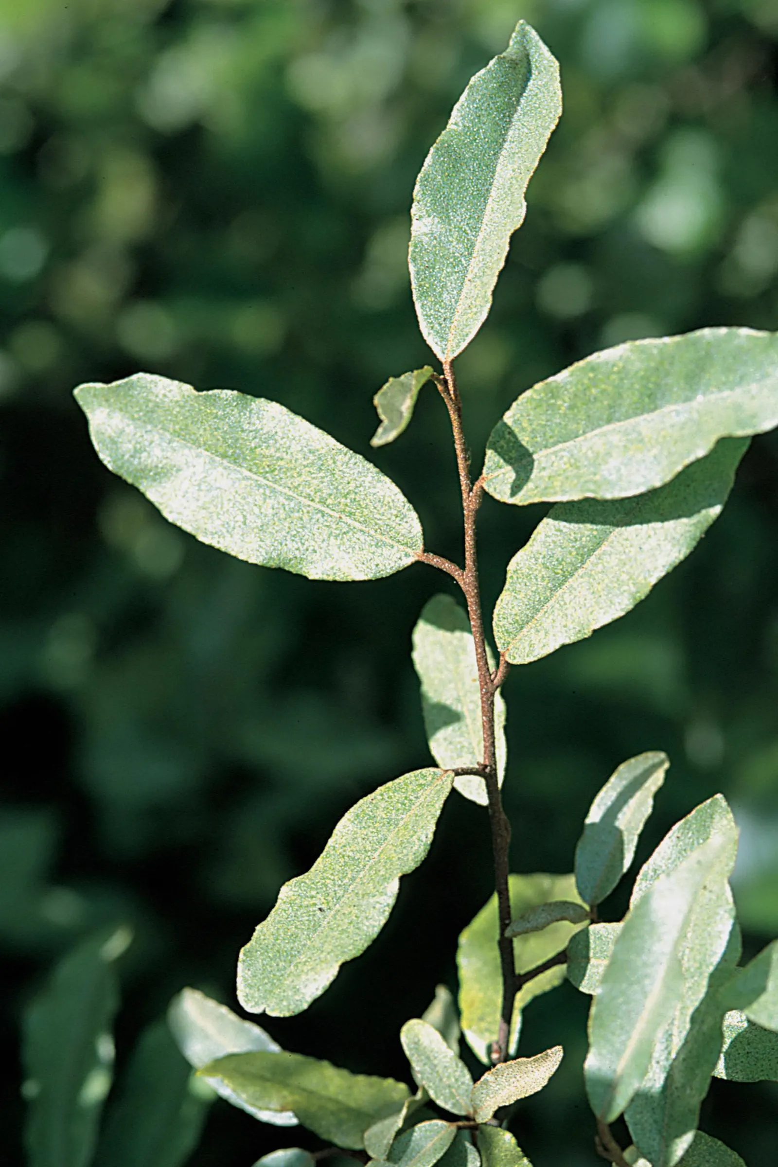 Silverthorn, Thorny Elaeagnus (Elaeagnus Pungens) — Adaptable to various soil types; is a robust evergreen shrub with sprawling branches often reaching 10-15