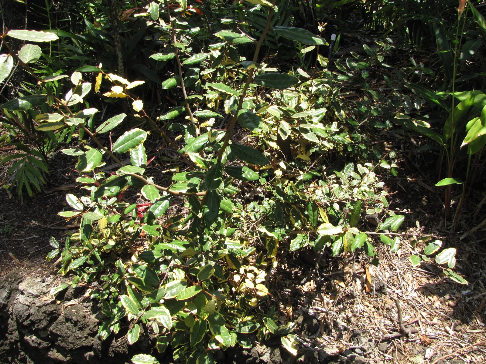 Silverthorn, Thorny Elaeagnus (Elaeagnus Pungens) — is an evergreen shrub known for its vigor and resilience