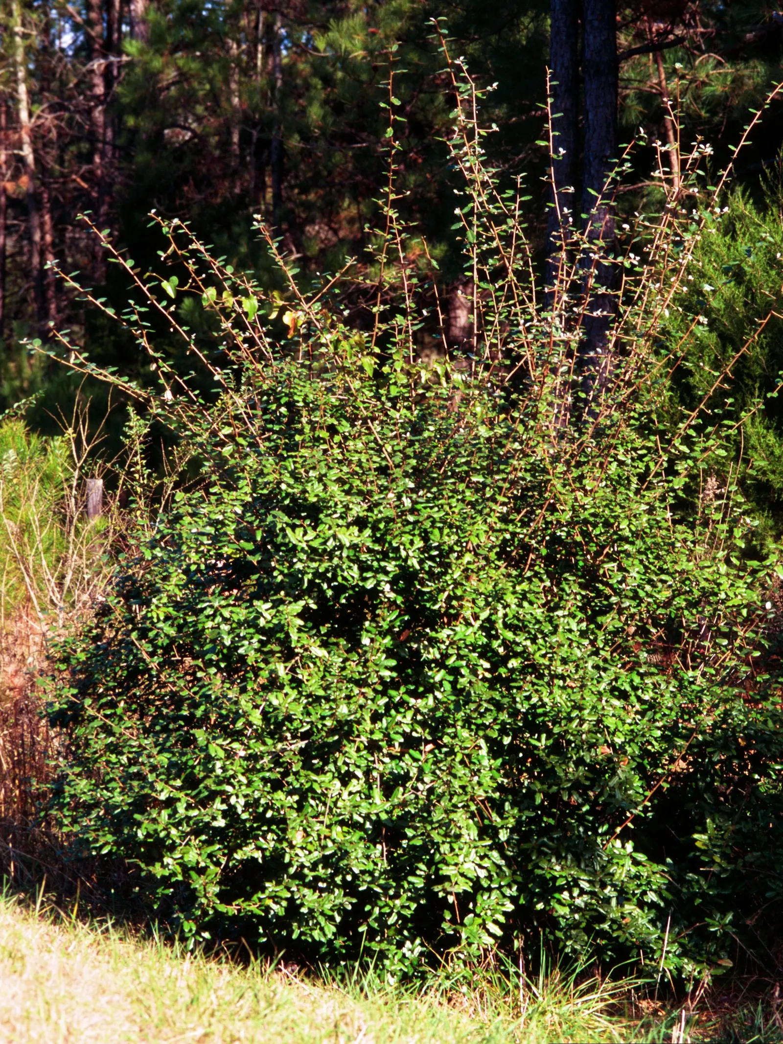 Silverthorn, Thorny Elaeagnus (Elaeagnus Pungens) — This robust plant requires minimal irrigation once established