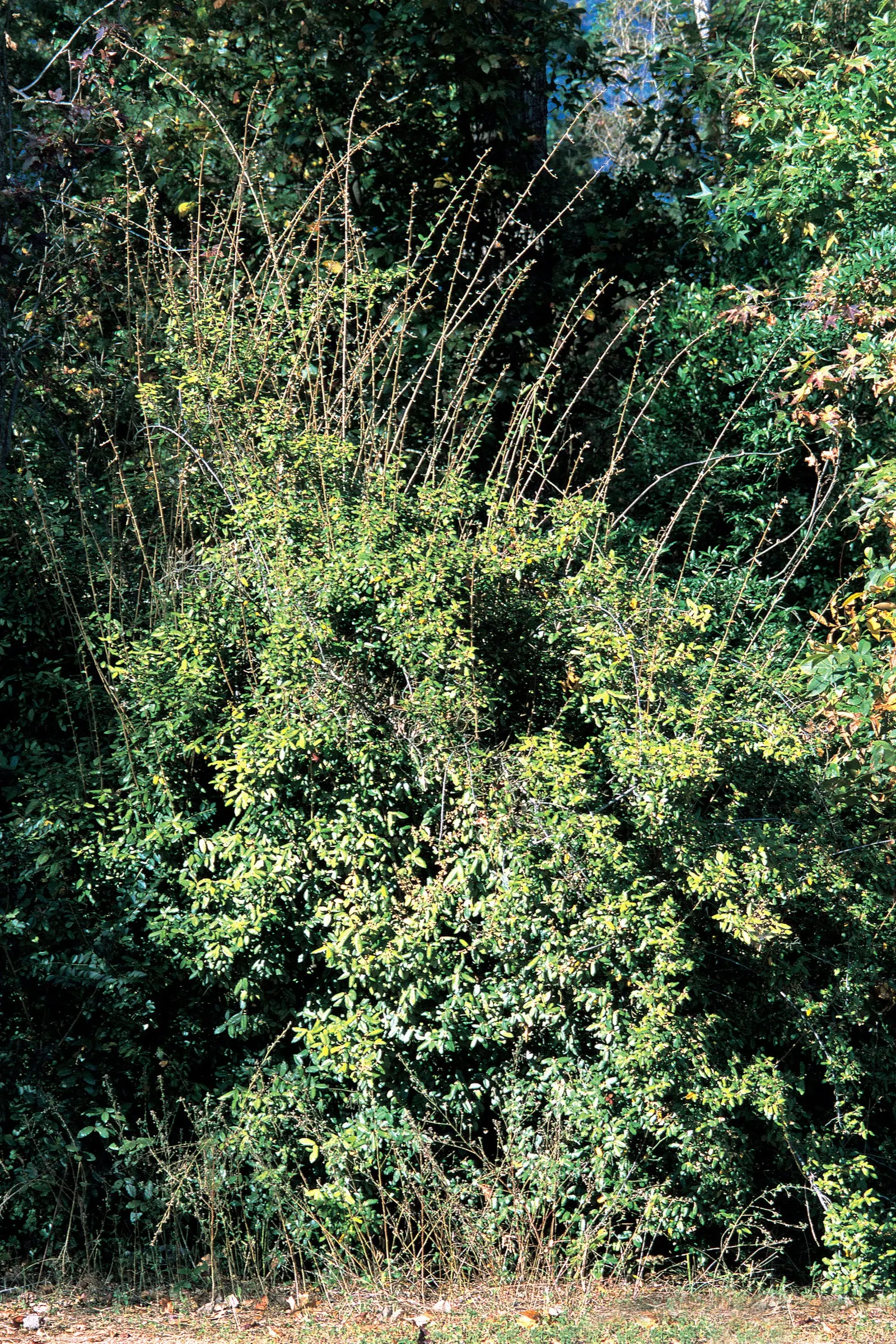 Silverthorn, Thorny Elaeagnus (Elaeagnus Pungens) — Inconspicuous yet fragrant flowers appear in the fall