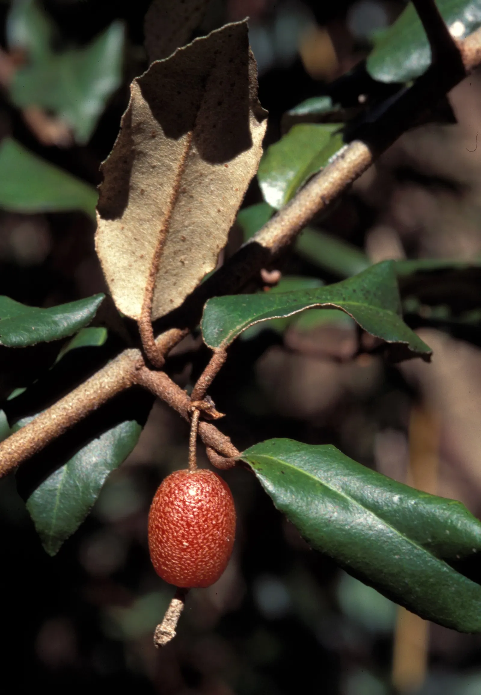 Silverthorn, Thorny Elaeagnus (Elaeagnus Pungens) — ranging from white to cream