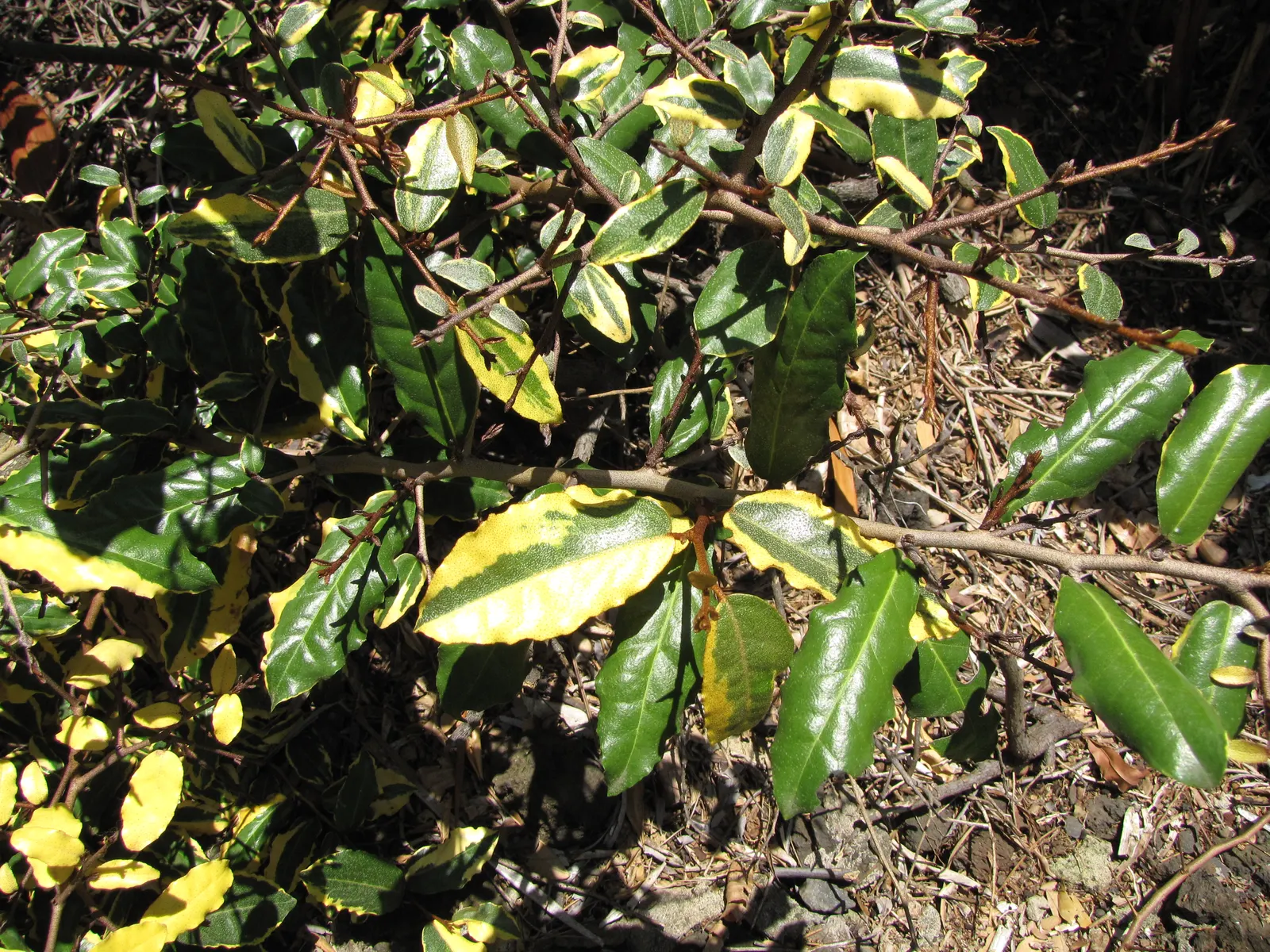 Silverthorn, Thorny Elaeagnus (Elaeagnus Pungens) — white flowers in the garden