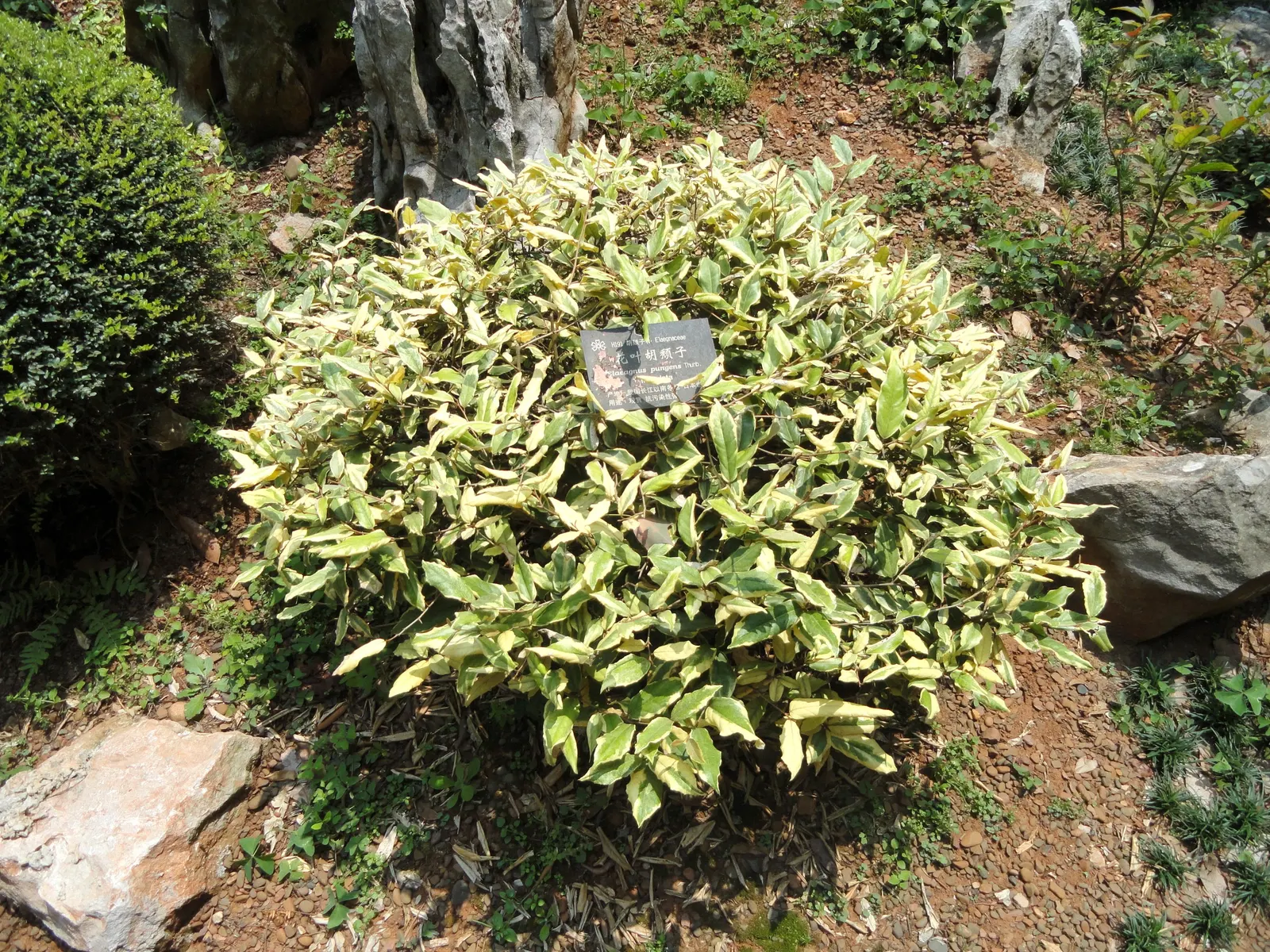 Silverthorn, Thorny Elaeagnus (Elaeagnus Pungens) — When designing with Elaeagnus pungens; this robust plant requires minimal irrigation once established
