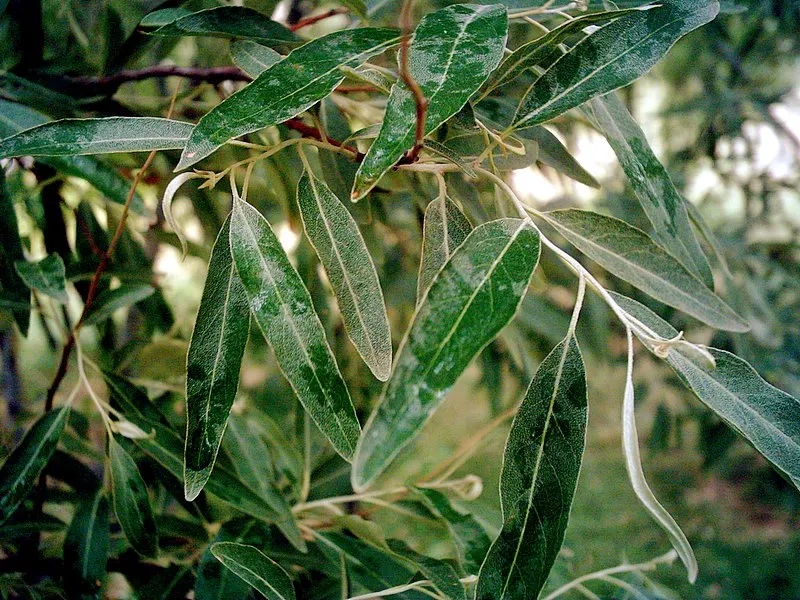 Silverthorn, Thorny Elaeagnus (Elaeagnus Pungens) — The plant exhibits a rounded growth habit with stems bristling with short
