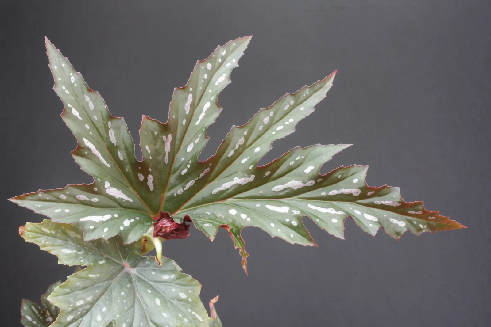 Sophie Cecile Begonia (Begonia 'Sophie Cecile') — An excellent choice for understory plantings