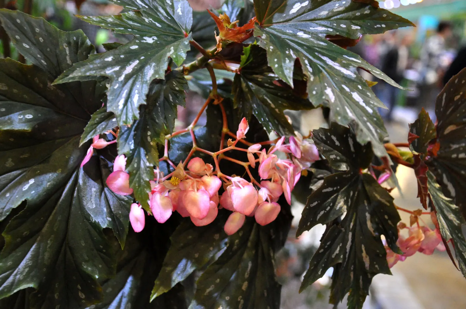 Sophie Cecile Begonia (Begonia 'Sophie Cecile') — which sports a striking green color with a hint of bronze