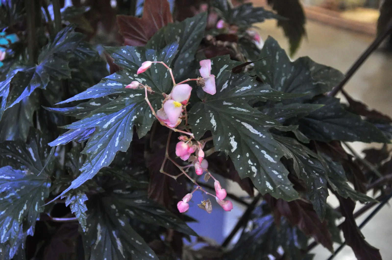 Sophie Cecile Begonia (Begonia 'Sophie Cecile') — This particular cultivar stands out with its lush