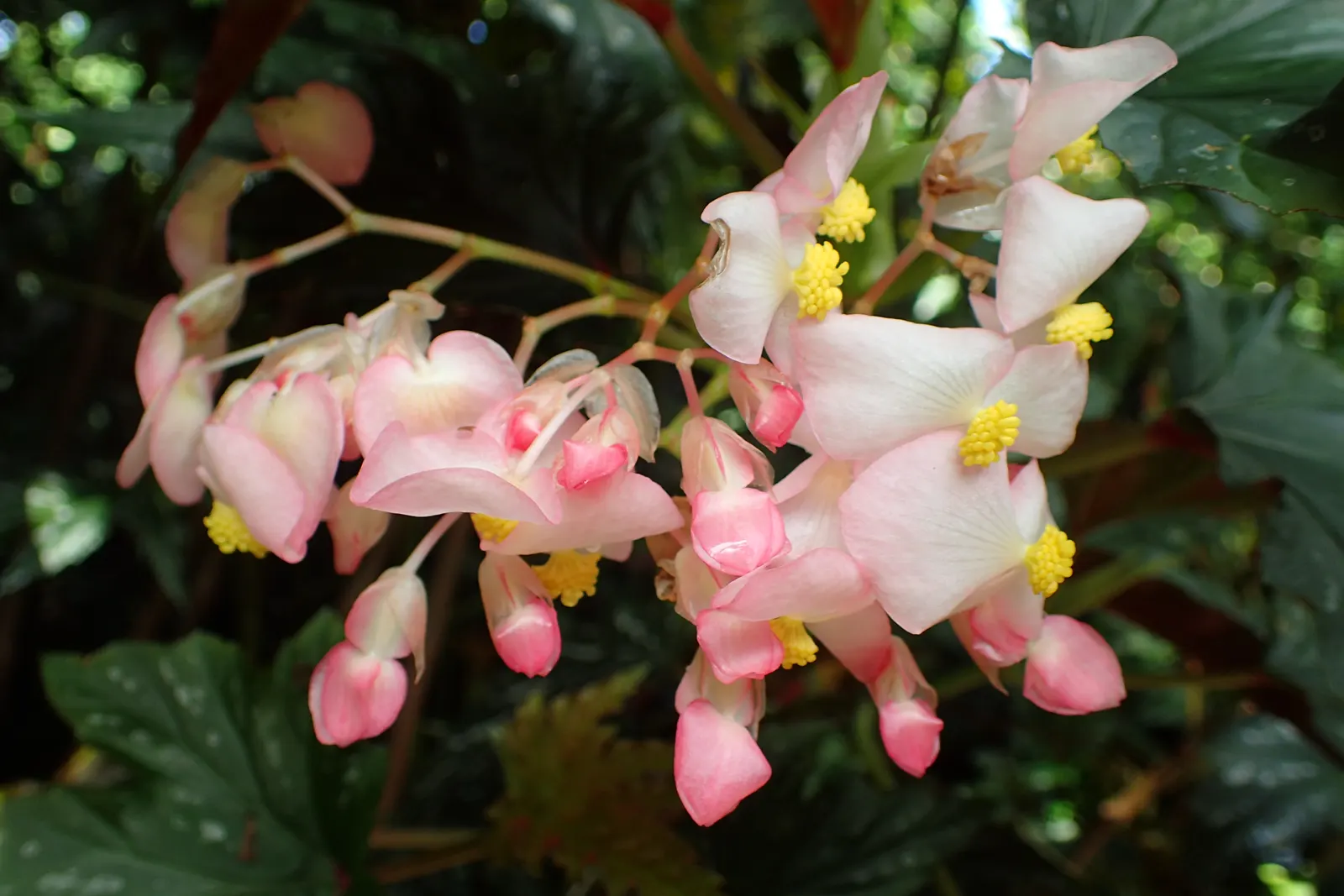 Sophie Cecile Begonia (Begonia 'Sophie Cecile') — Begonia 'Sophie Cecile' is a captivating perennial with radiant