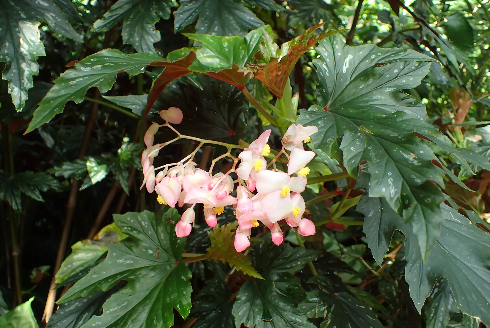 Sophie Cecile Begonia (Begonia 'Sophie Cecile') — Ideal for USDA Zones 10-11, this begonia prefers well-draining soil and regular watering, avoiding wet foliage